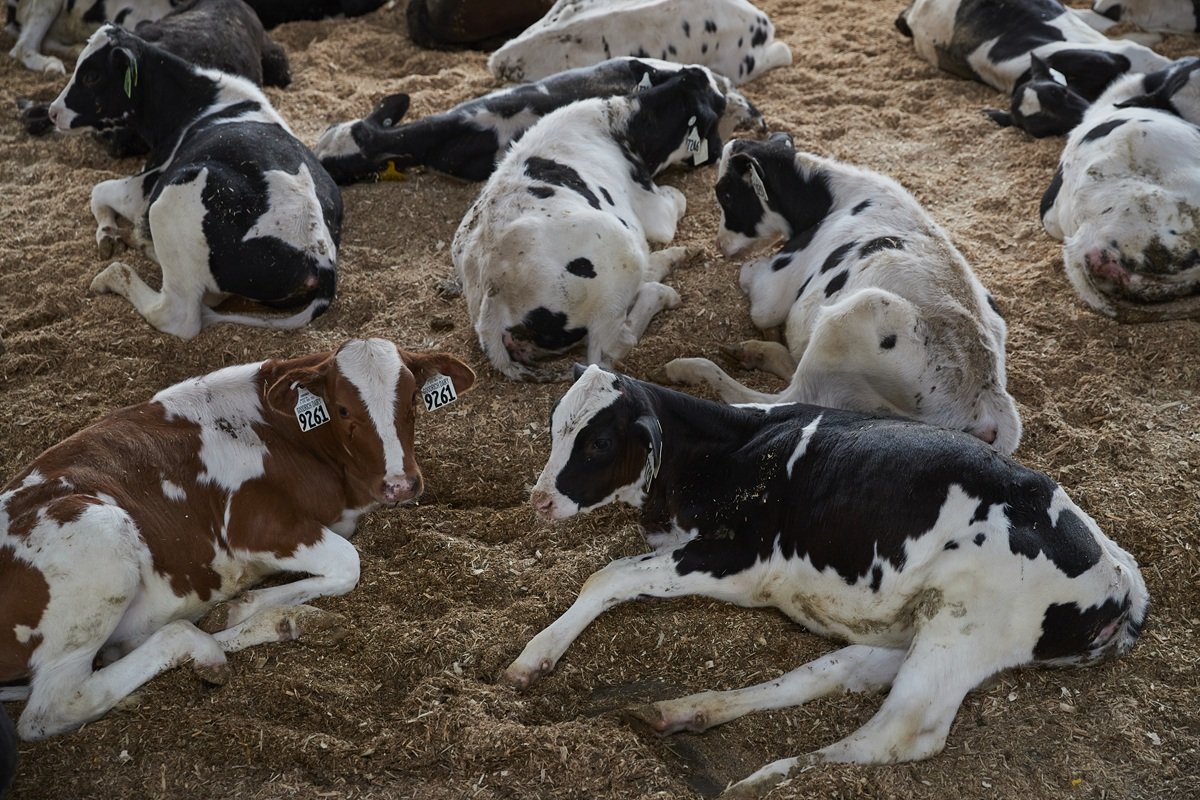 Start Up Aids to Lauch Calves Toward Succes