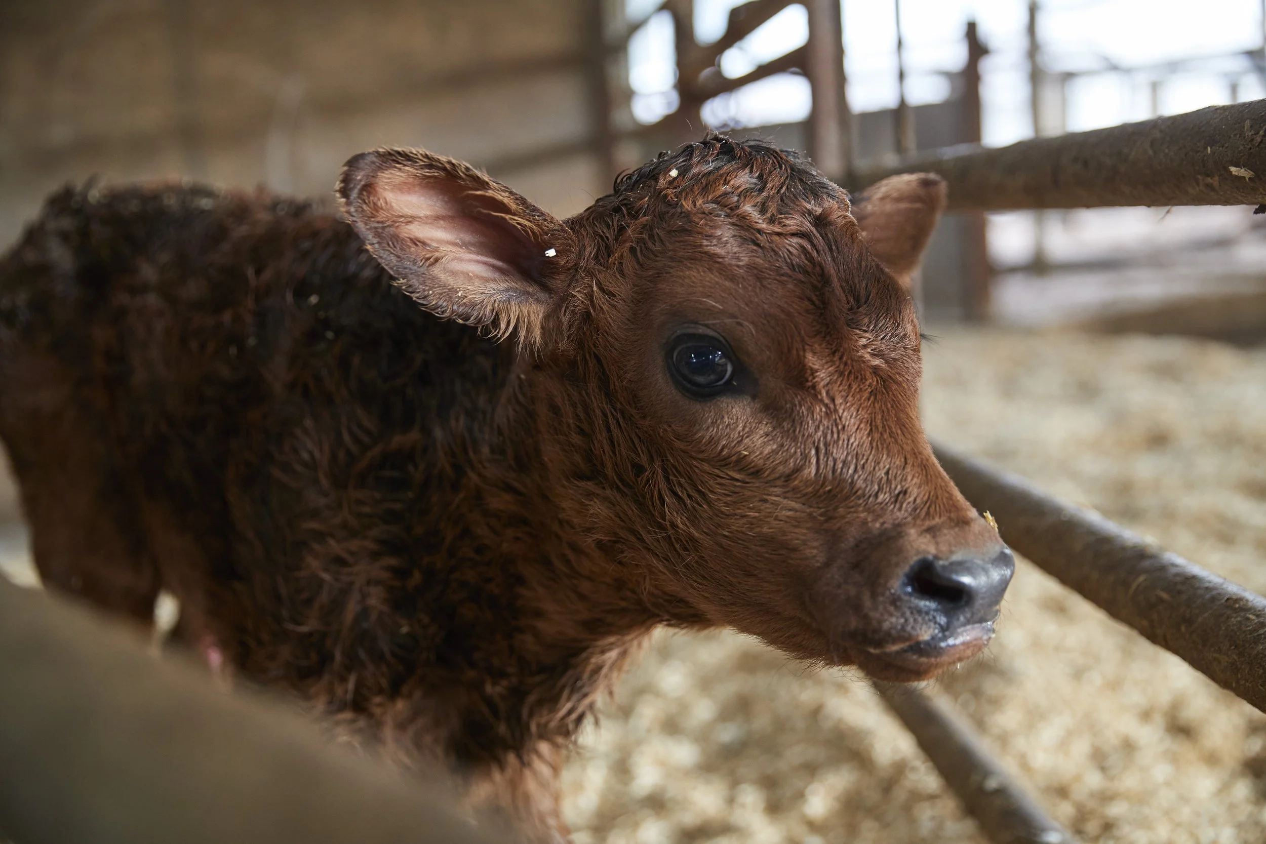 Don’t Let Coccidiosis Win in Your Calves