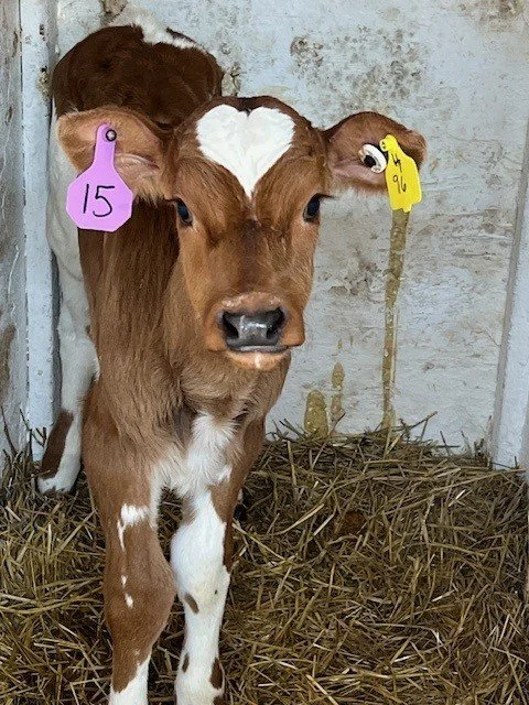Heart calf in hutch.jpg