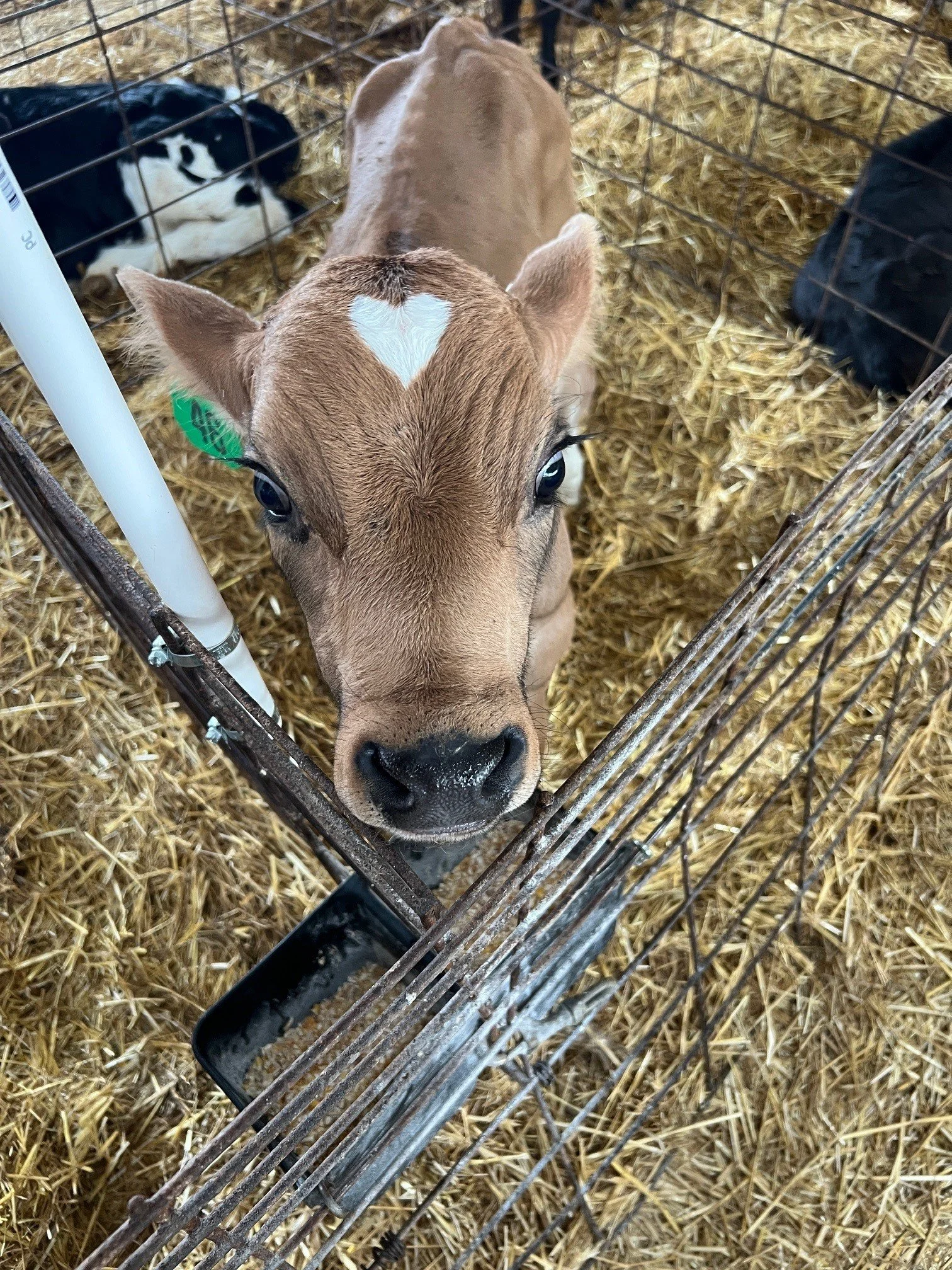 Heart calf.jpg