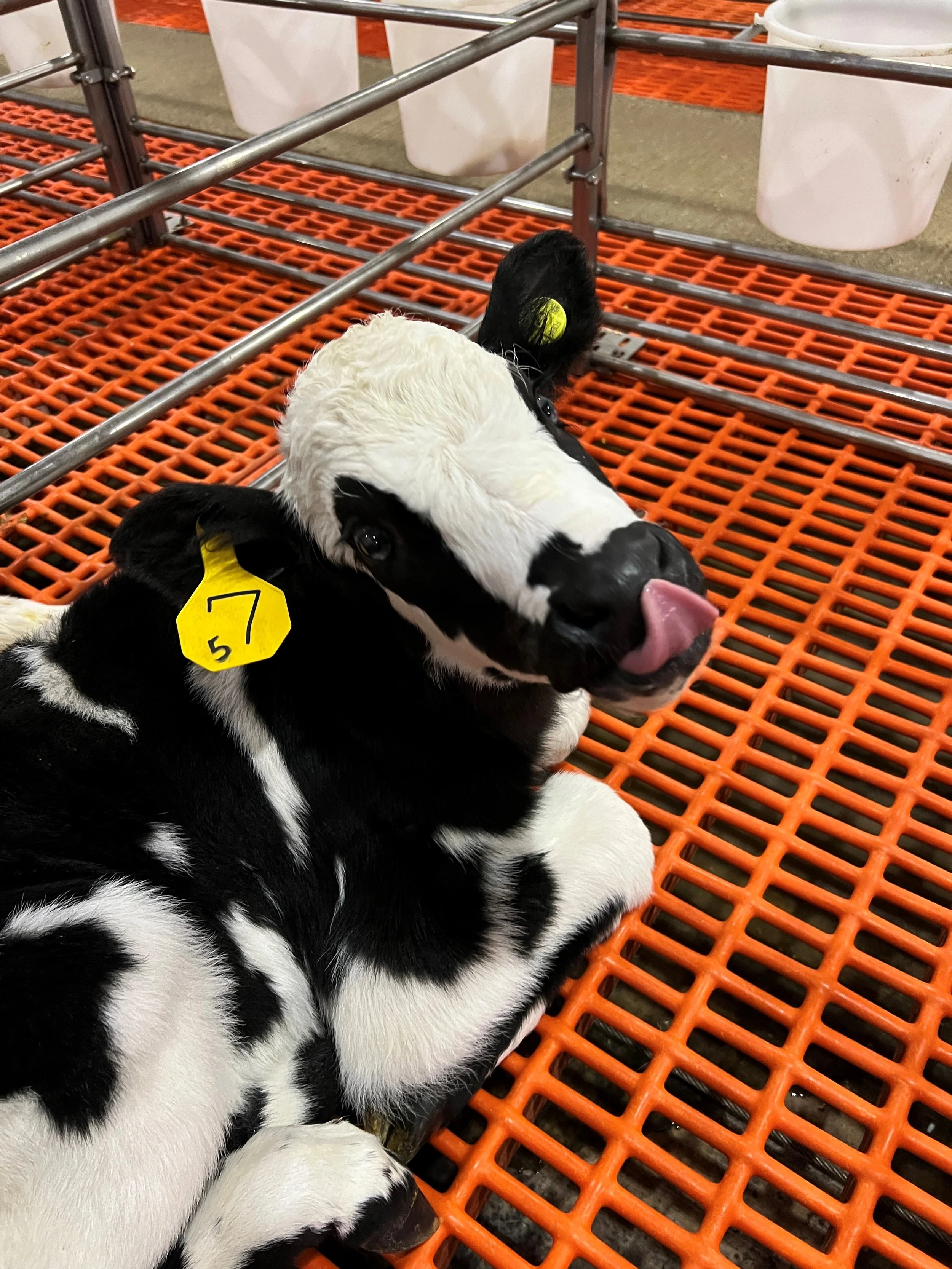 veal calf 1.jpg