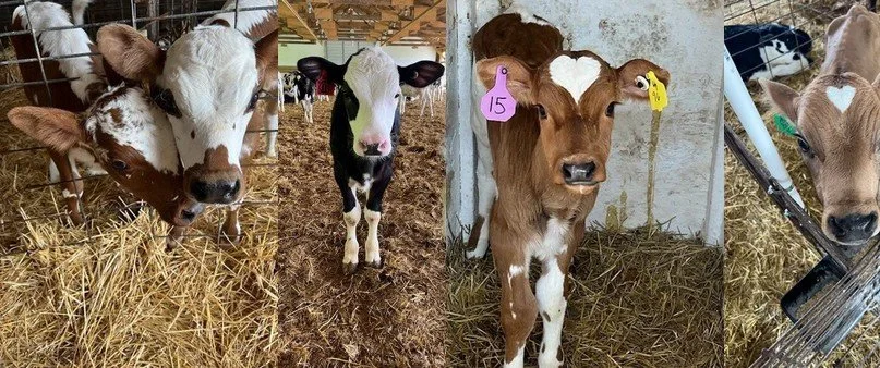 Newborn Calves are a Blank Slate