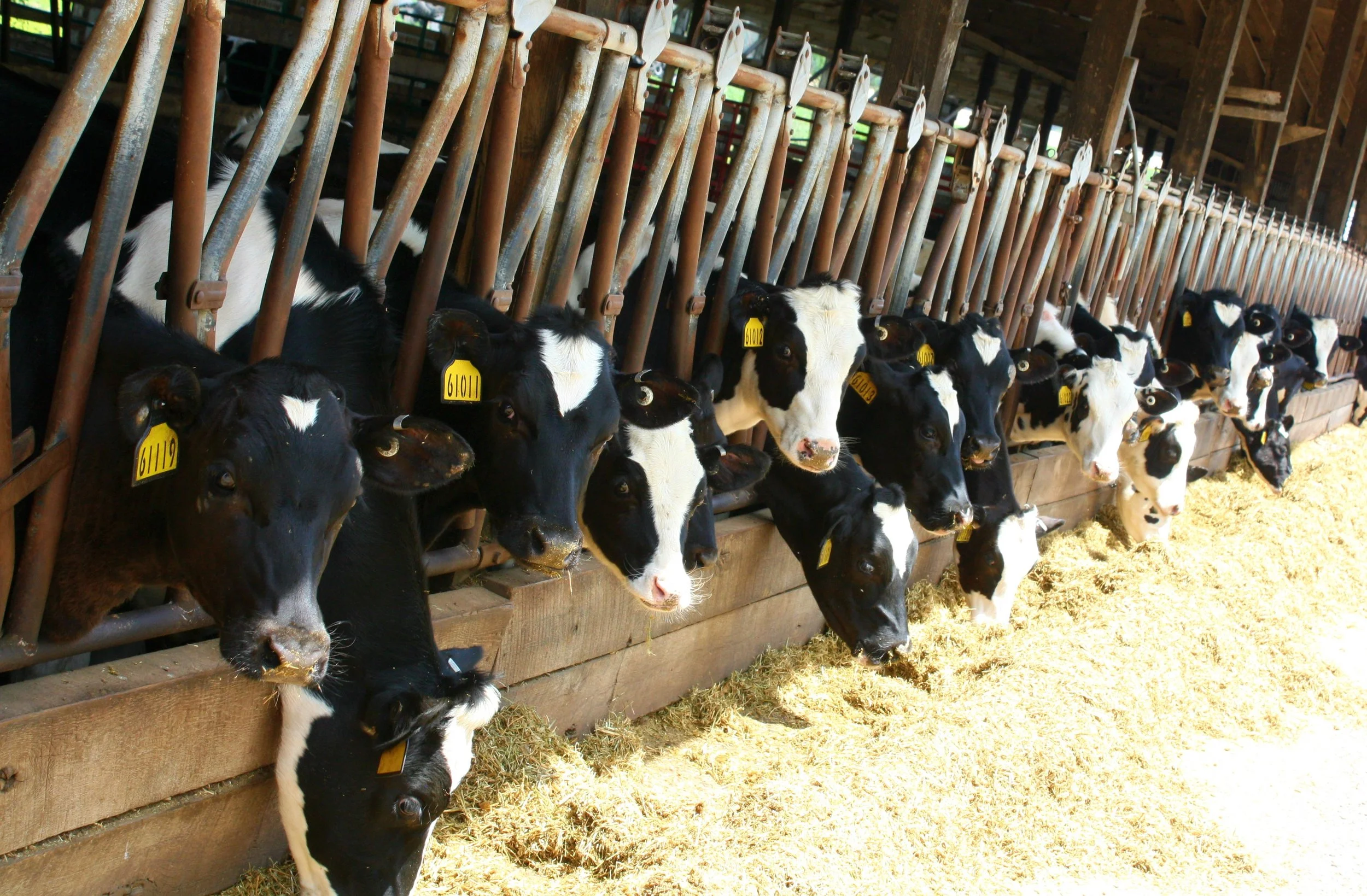 Hot Takes on Feeding Calves in Warm Weather