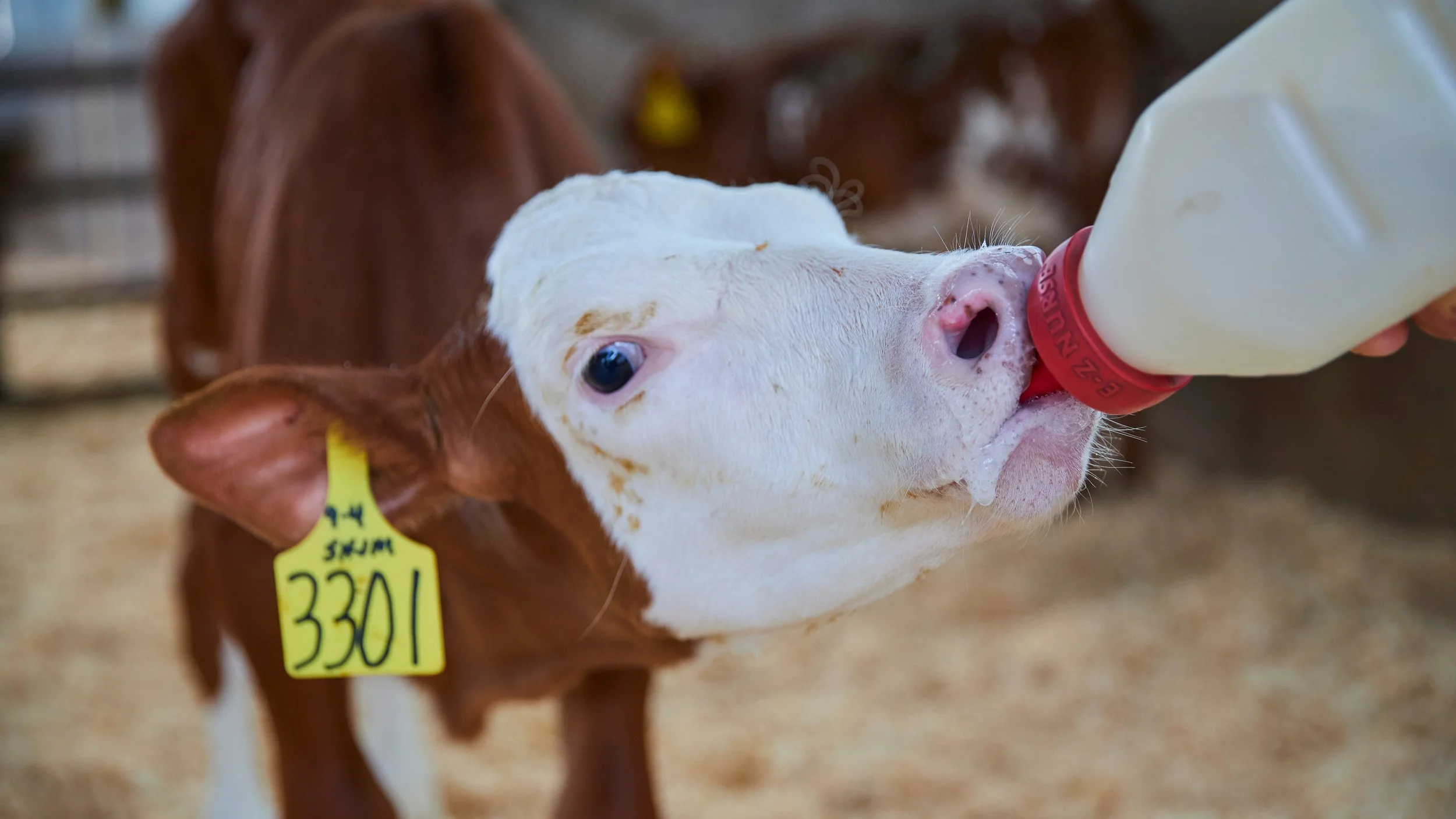 Copying Mother Nature’s Transition Milk Recipe