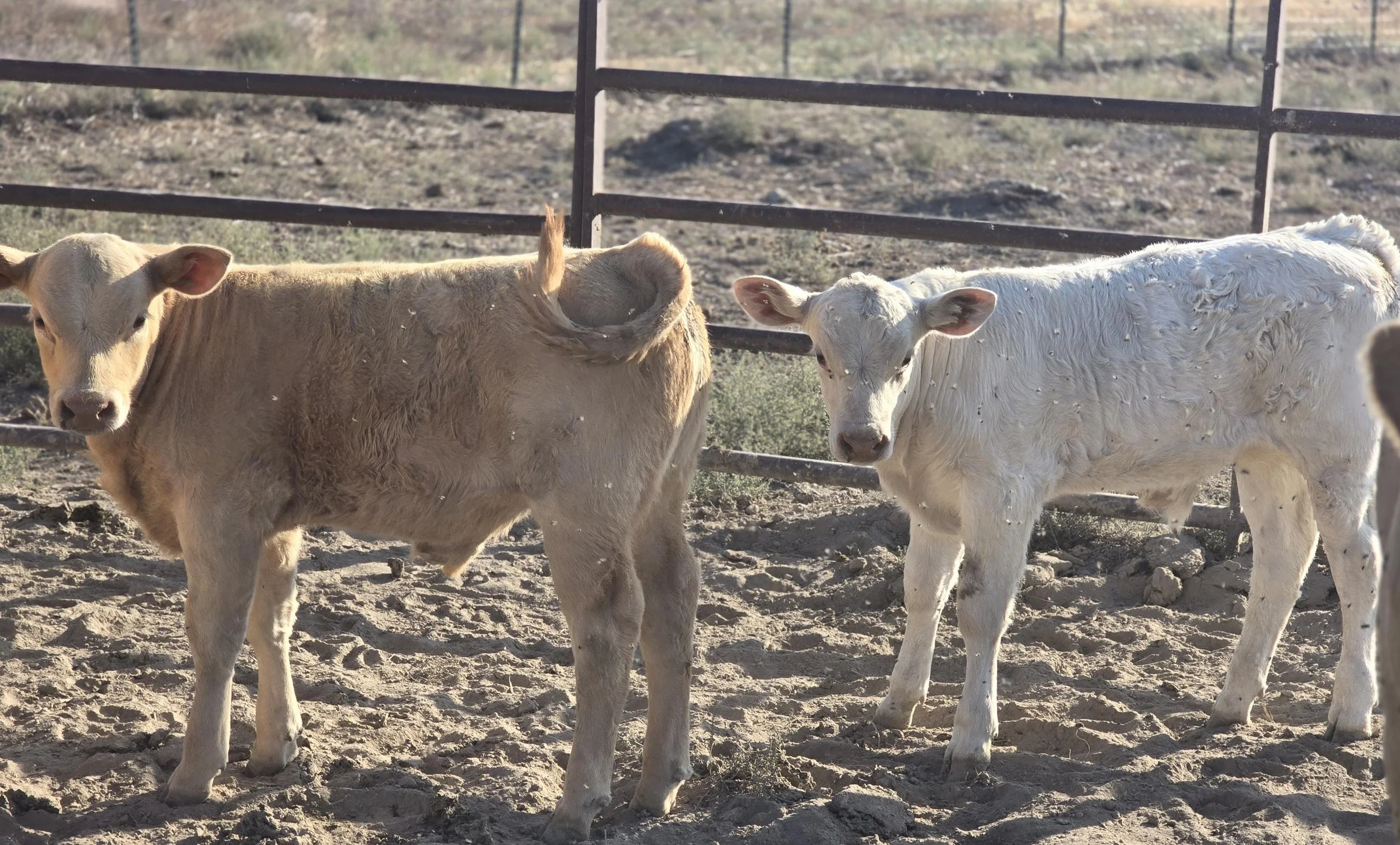 The Best “Weighs” to Raise Productive Calves