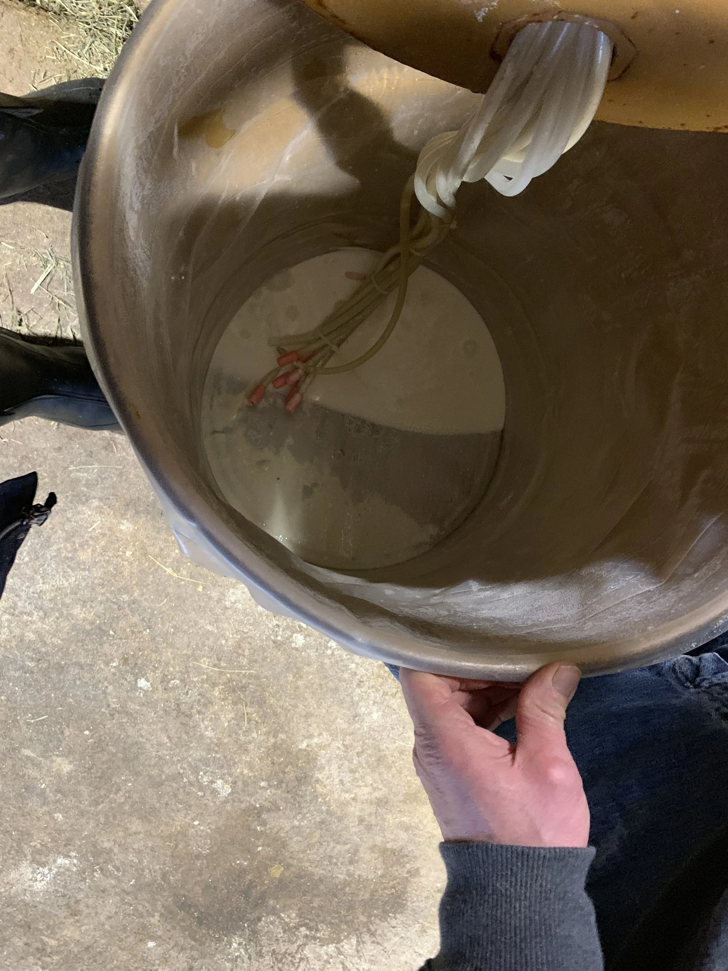 Mob Feeder - Clifford's #1 - 1-9-19.jpg