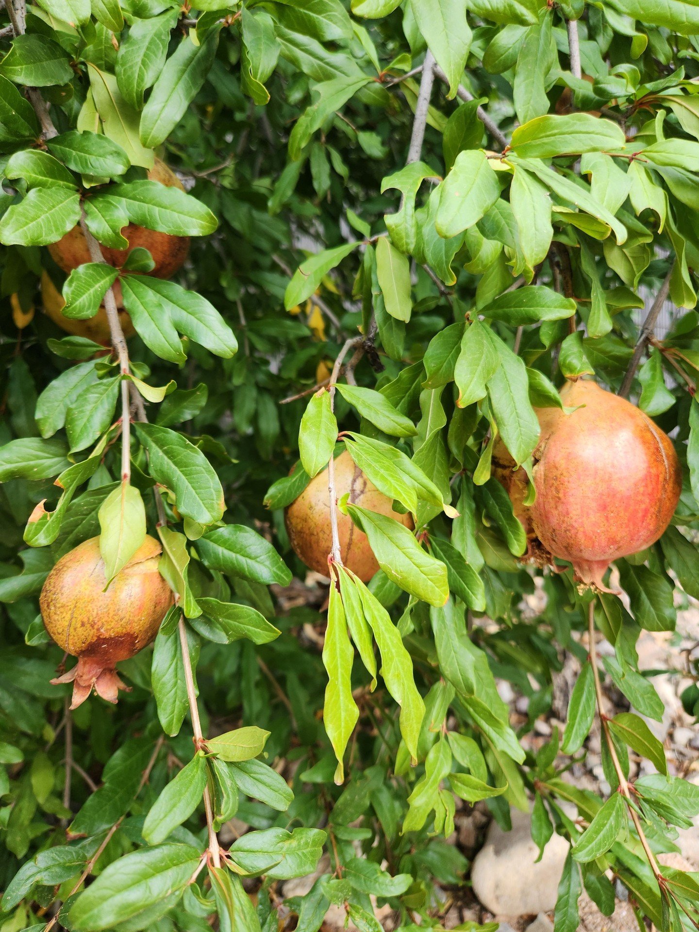 Pomegranate season is here! 💛 The beautiful fruit behind the dye seen on our High Noon, Petrichor, and Monsoon papers.