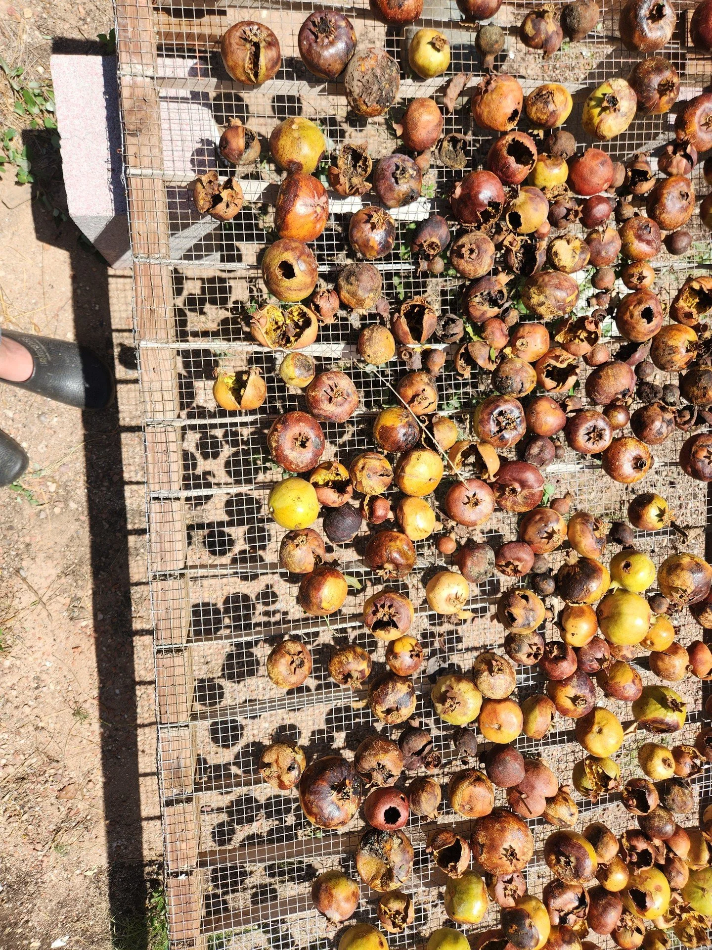Thank you @missiongarden for sharing your pomegranate season with us! This week we collected drops from under the trees, plus a big basket that volunteers had already gathered and set aside for us.

We're drying this batch so they don't compost befor
