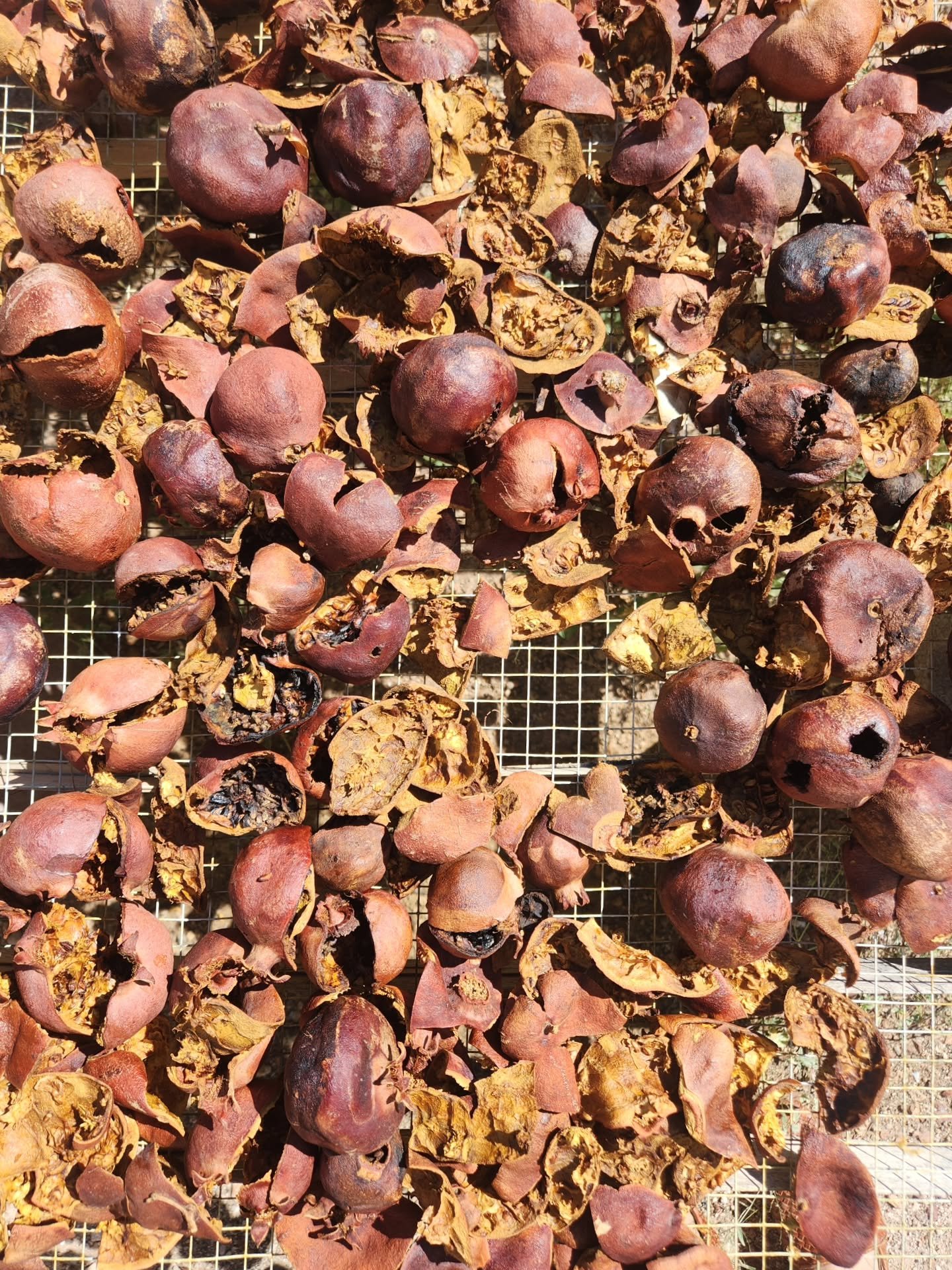 Time to make some dye from the beautiful pomegranate rinds from @missiongarden