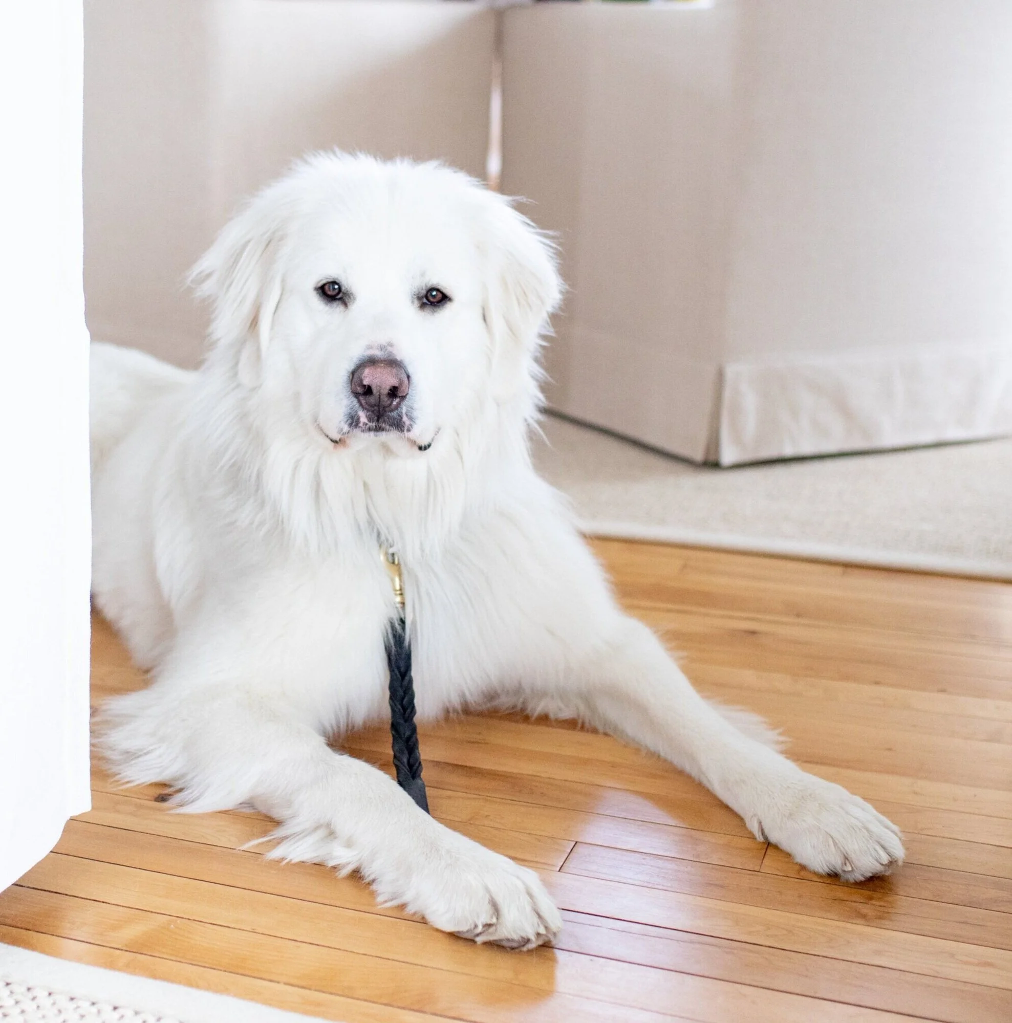 A large white dog, possibly a Great Pyrenees, lying on a hardwood floor inside a house, looking at the camera. Katie McFarlan Dakota Design Company Premium Client Process templates for Interior Designers