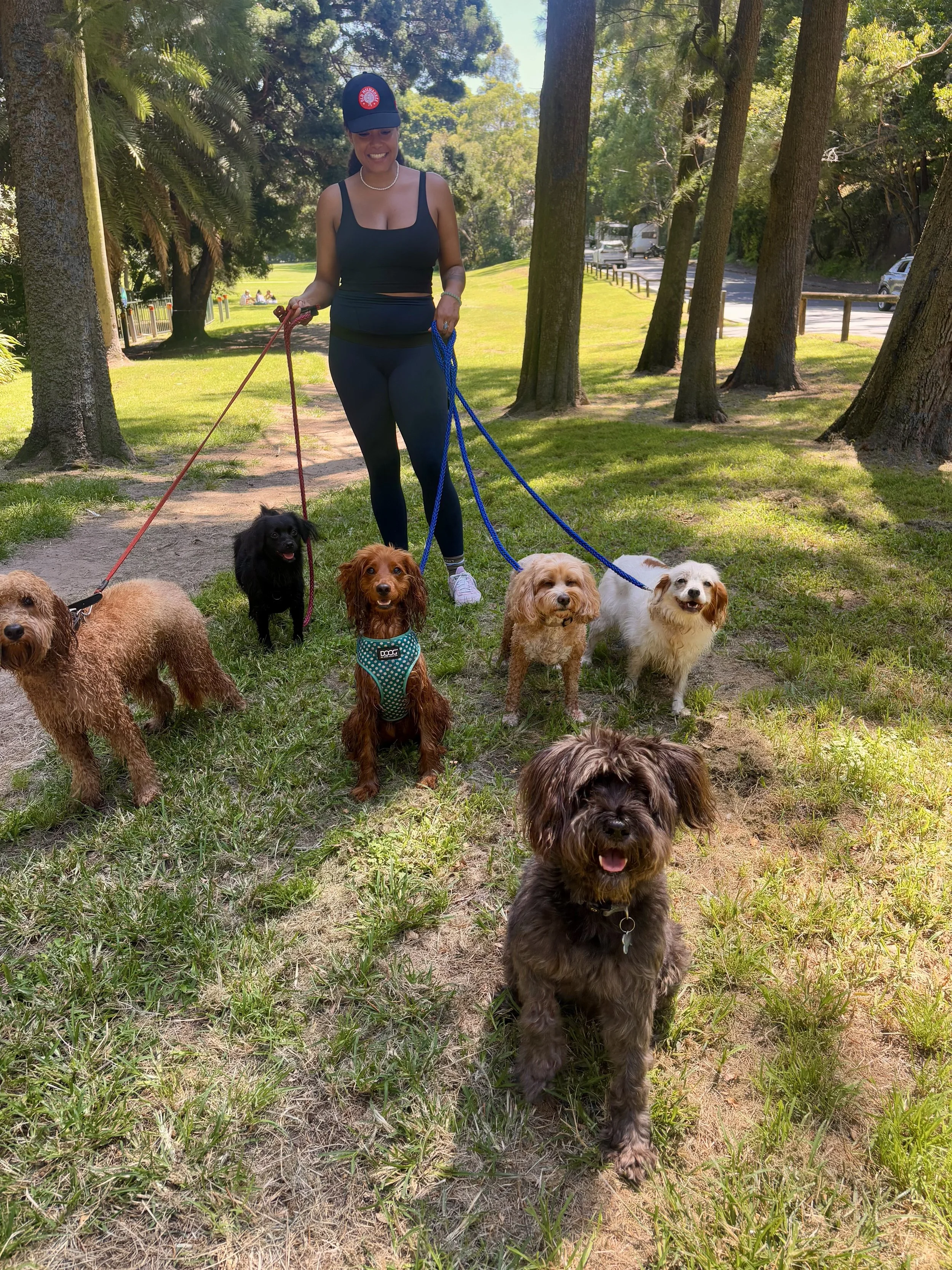 A woman in black athletic wear and a baseball cap holding six dogs on leashes in a park with green grass and tall trees, sunny weather.