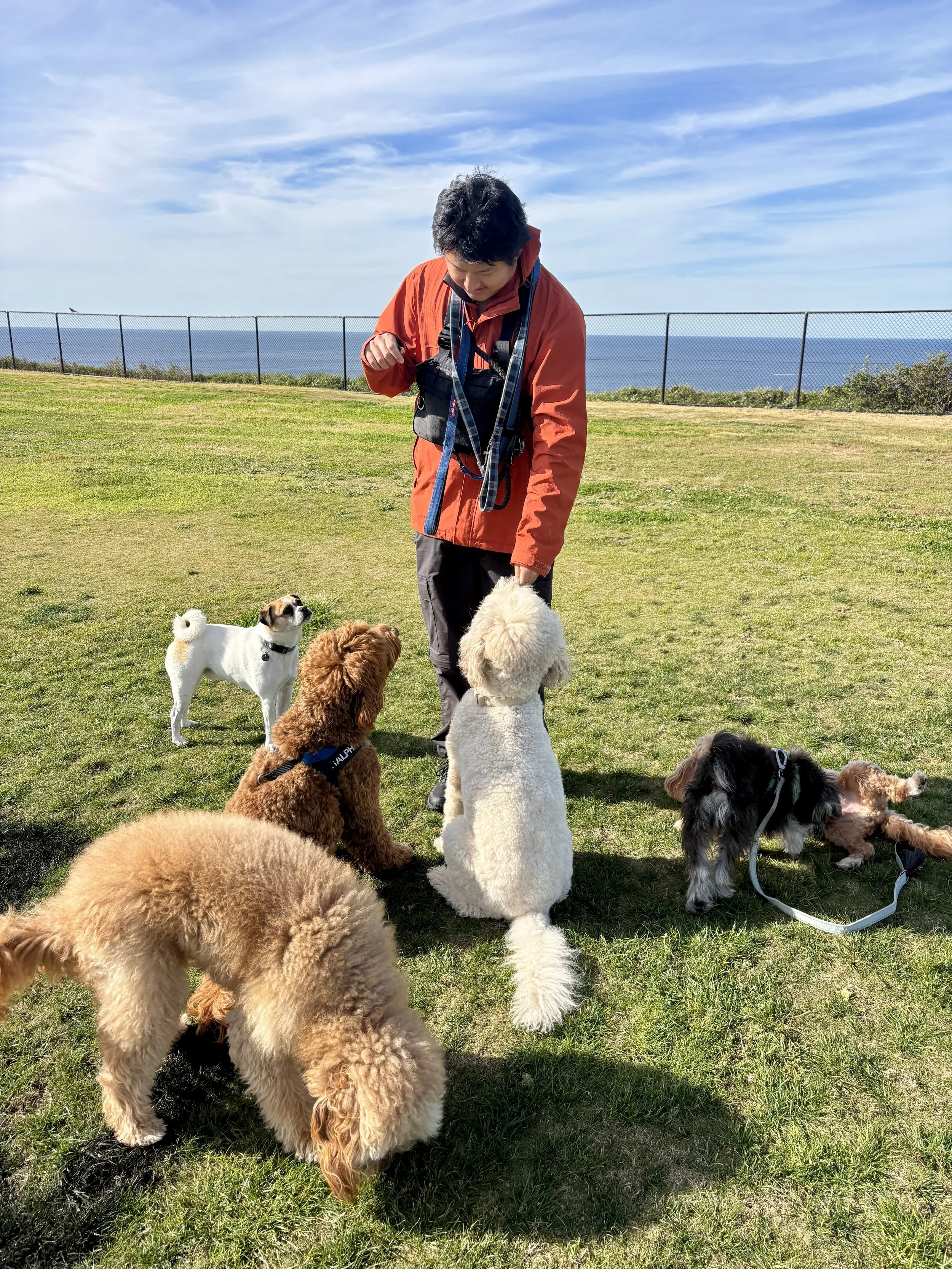 A person in an orange jacket standing on a grassy field, surrounded by six dogs, with a fence and ocean in the background.