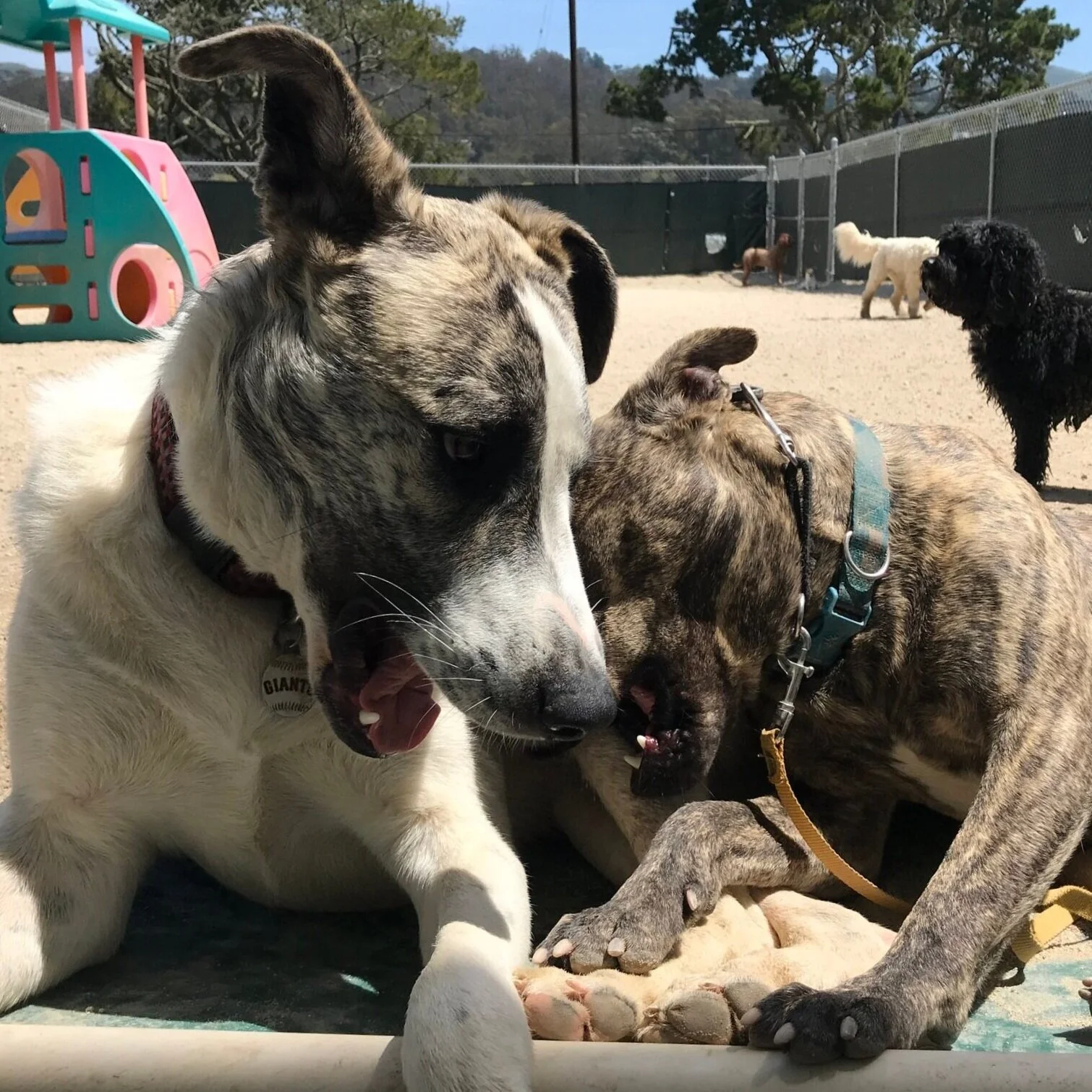 Shamrock Ranch Kennels
