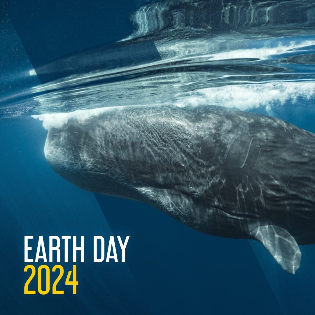 On Earth Day 2024, we're humbled to be hosting the world premiere of @natgeo Film Concert: Secrets of the Whales, based on the ground-breaking work by Explorer @brianskerry. 
 
It's a breathtaking look at whale cultures and the similarities with our 