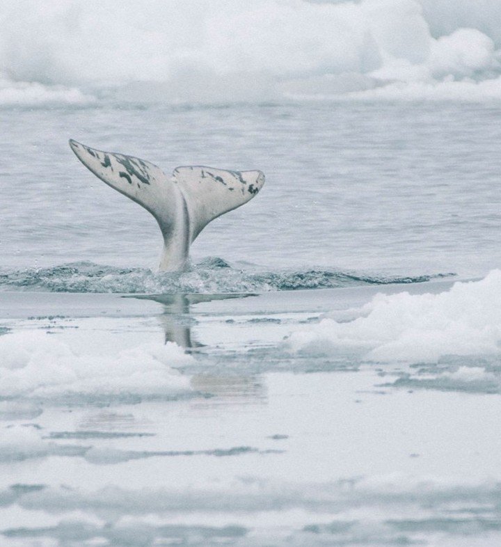 Did you know that the Arctic is home to over 40 different ethnic groups? Join #ACPresents in the Jack Singer Concert Hall at Arts Commons on May 26 &amp; 27, where our first National Geographic Live Indigenous speaker, Kiliii Y&uuml;yan, reveals the 