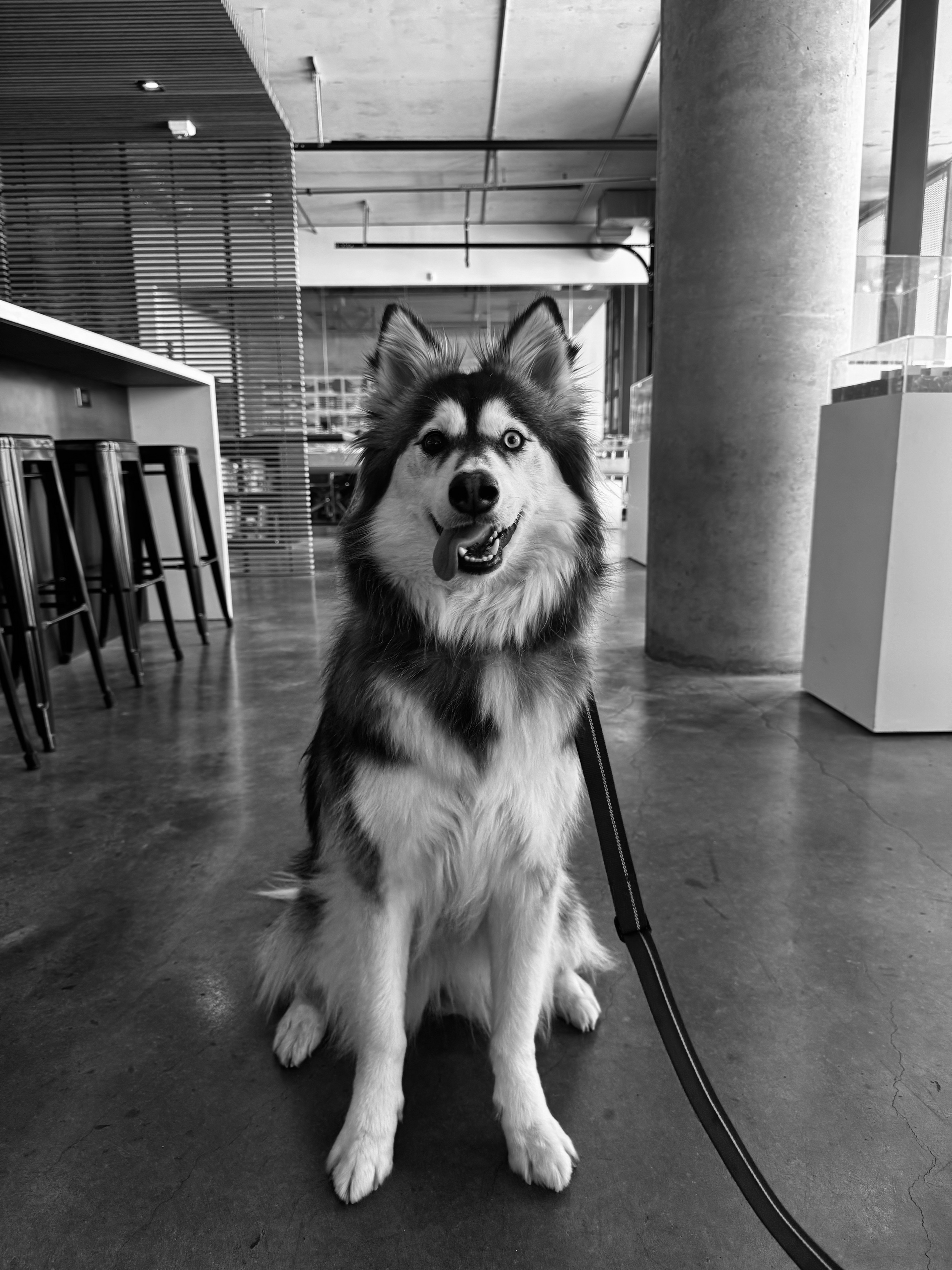 Stella
