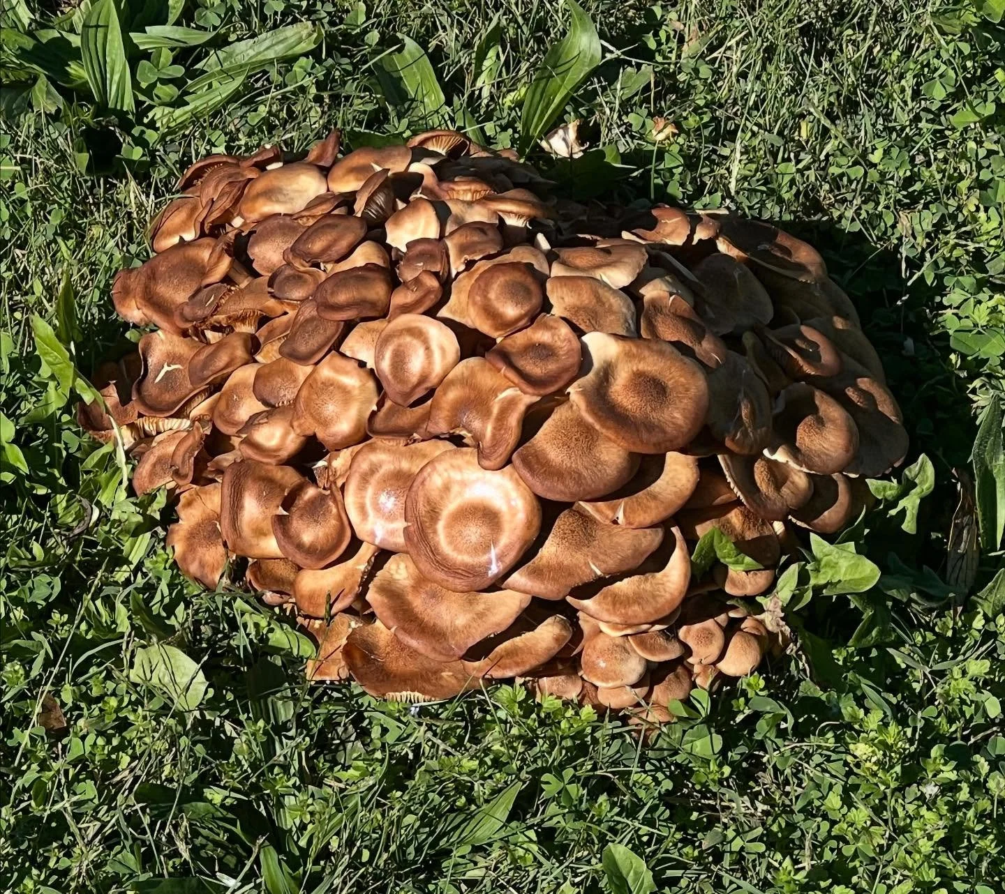 Damn #Nurgle infestation. This is a #Slaanesh town!
.
.
#fungi