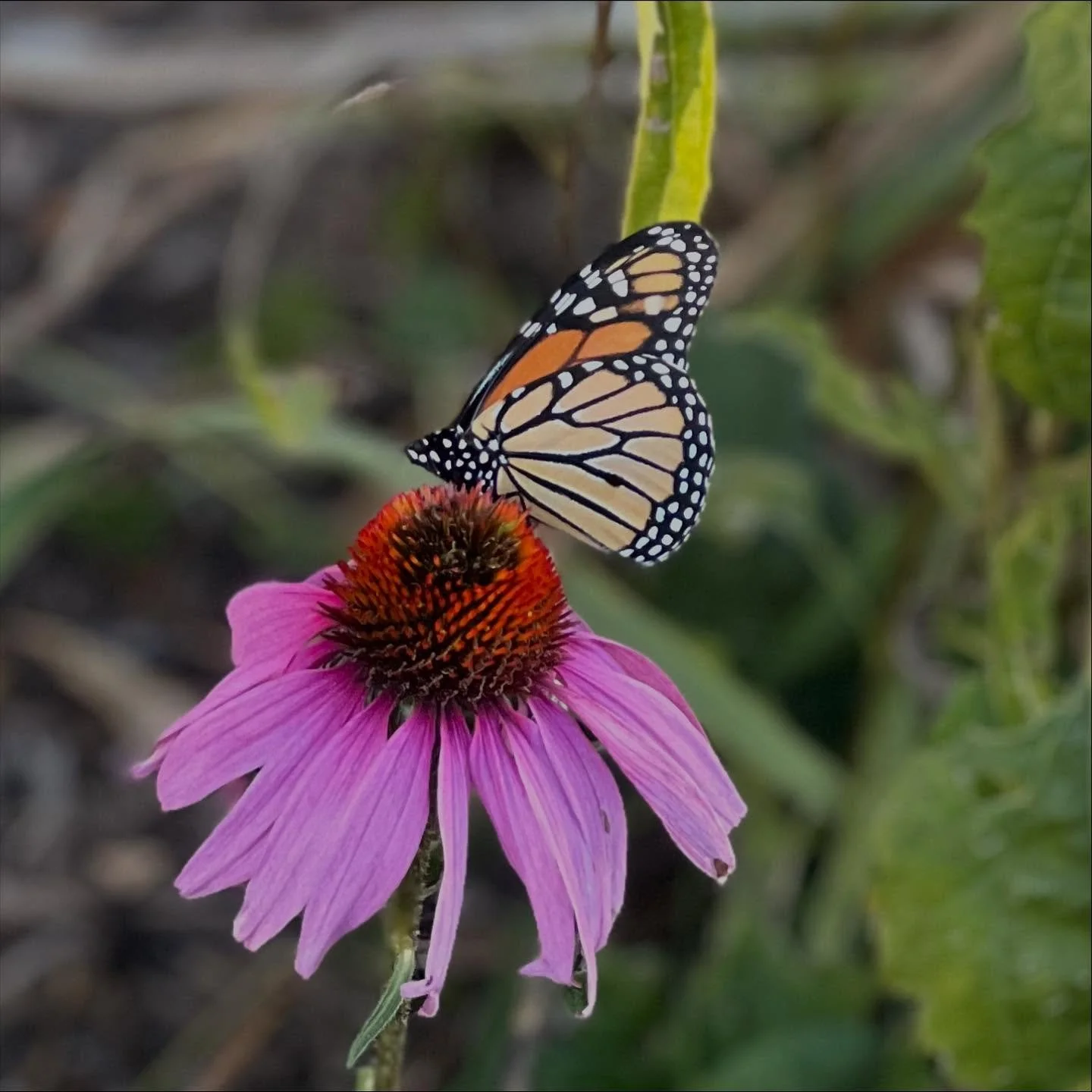 Met this beautiful butterfly on the way to the basketball court. 
.
.
#butterfly #flowers #