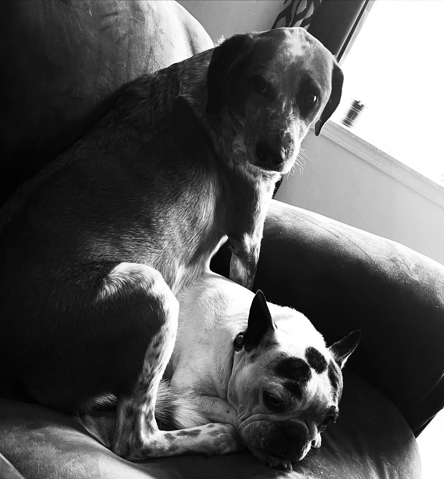 Hammy is the little brother, but he&rsquo;s always making sure Goose stays warm. 
.
.
#dogs #bestfriends #frenchie #americancoonhound