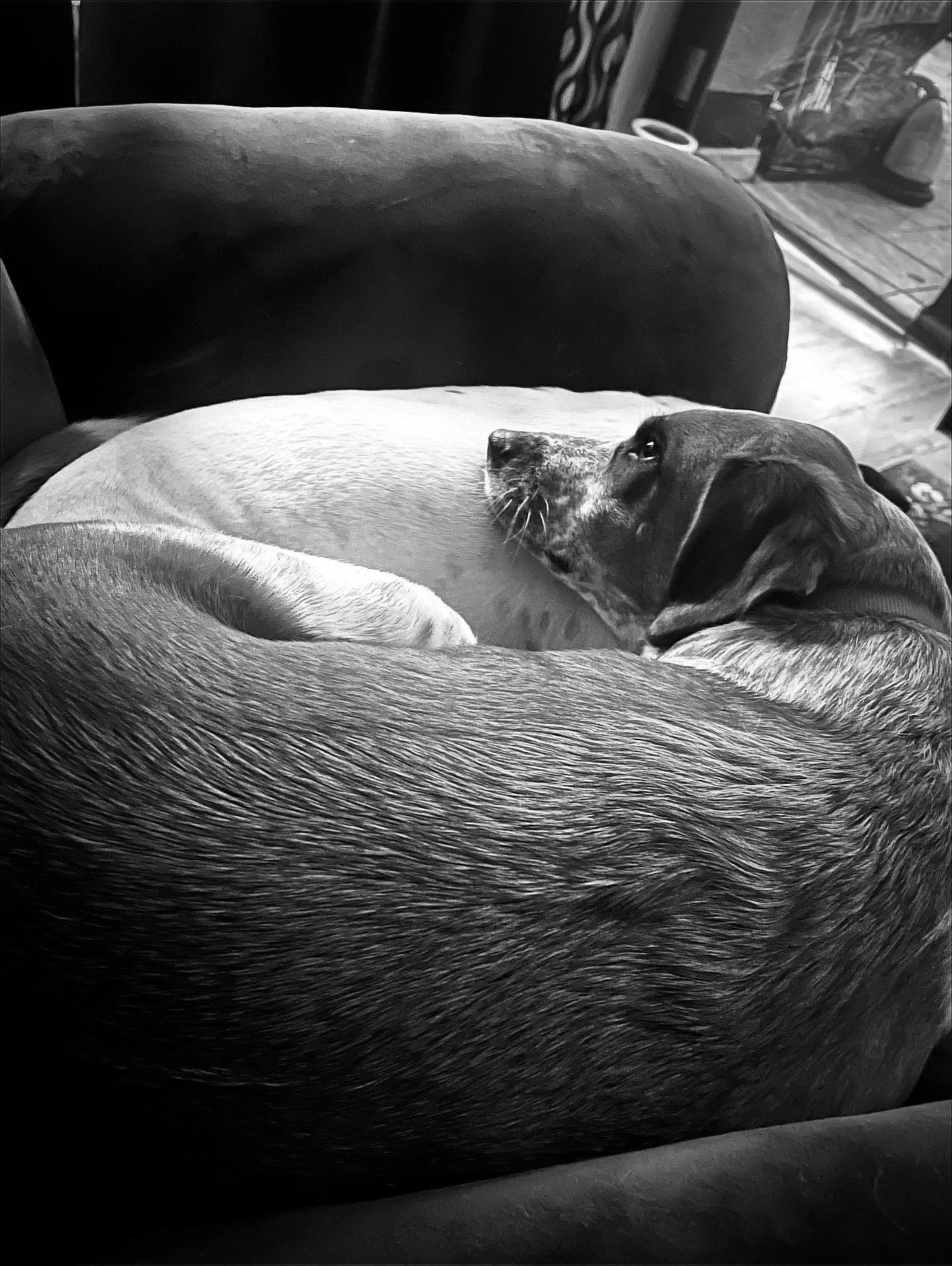 These two. 
.
.
#americancoonhound #beabull #rescuedogs #adoptdontshop