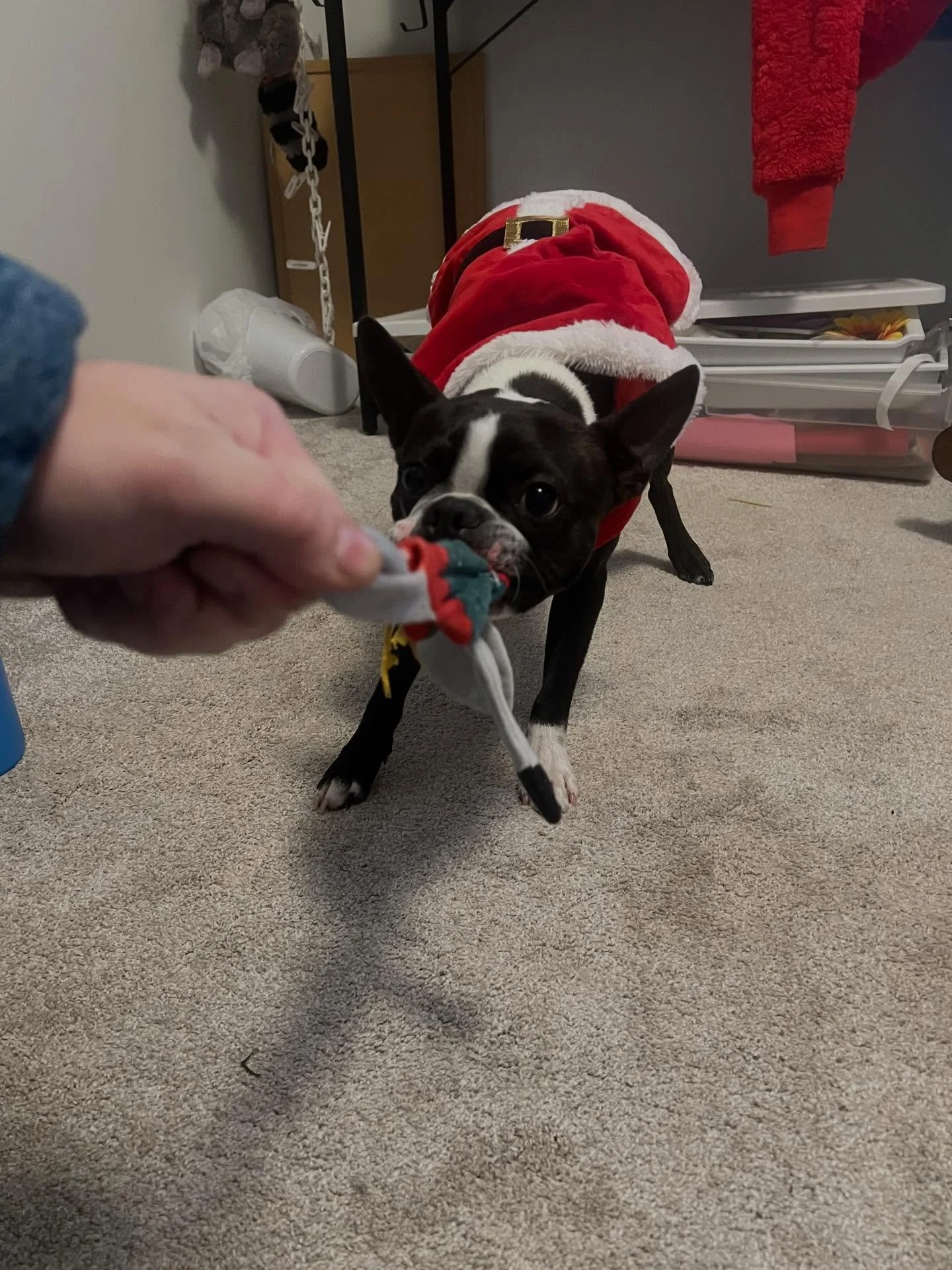 Met Santa today. He&rsquo;s a lot shorter than I&rsquo;d have thought. 
.
.
#bostonterrier #santa #christmas