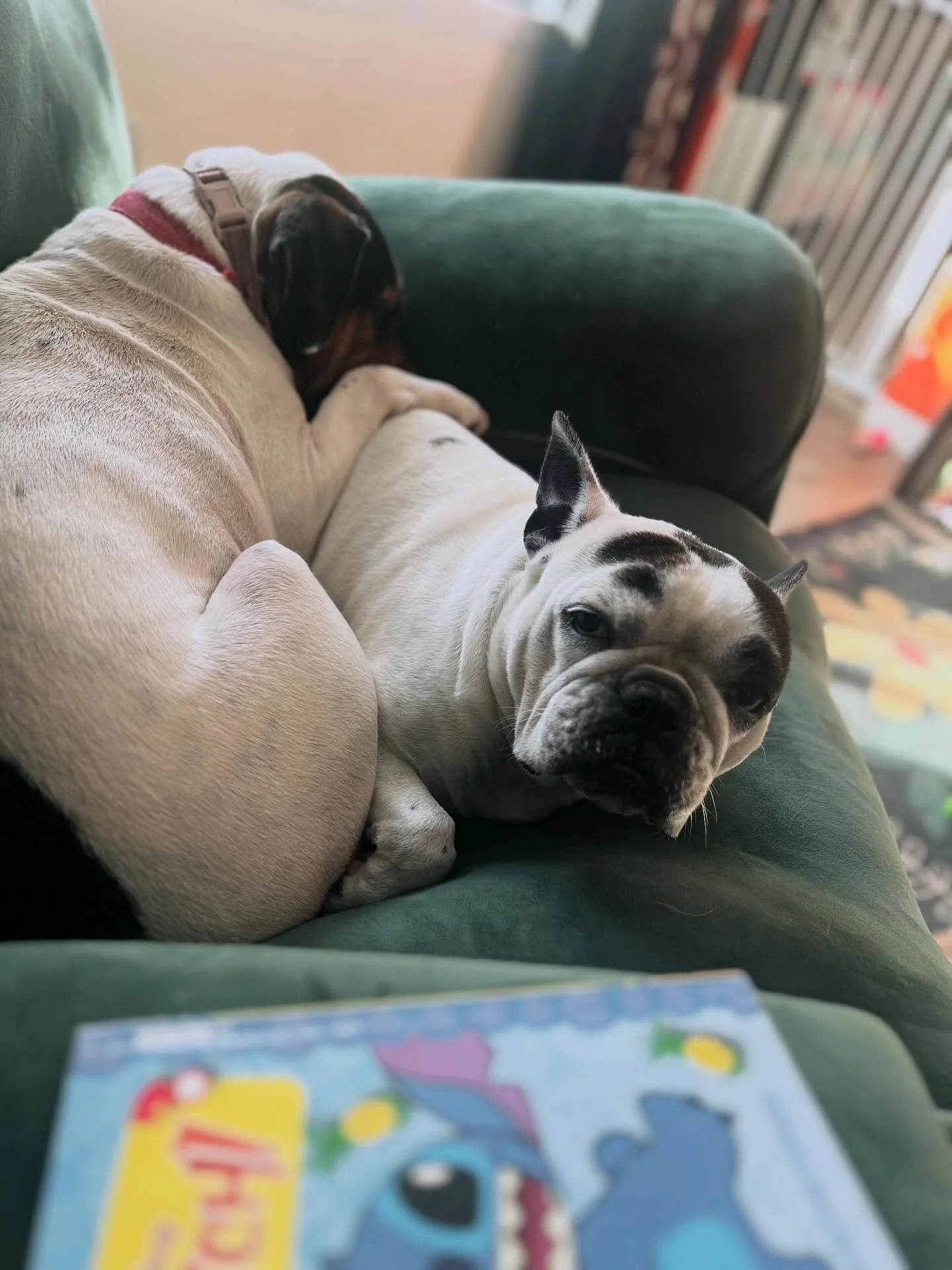 Me too buddy, me too.
.
.
#frenchbulldog #beabull #adoptdontshop #rescuedogs #tiredofbeingtired