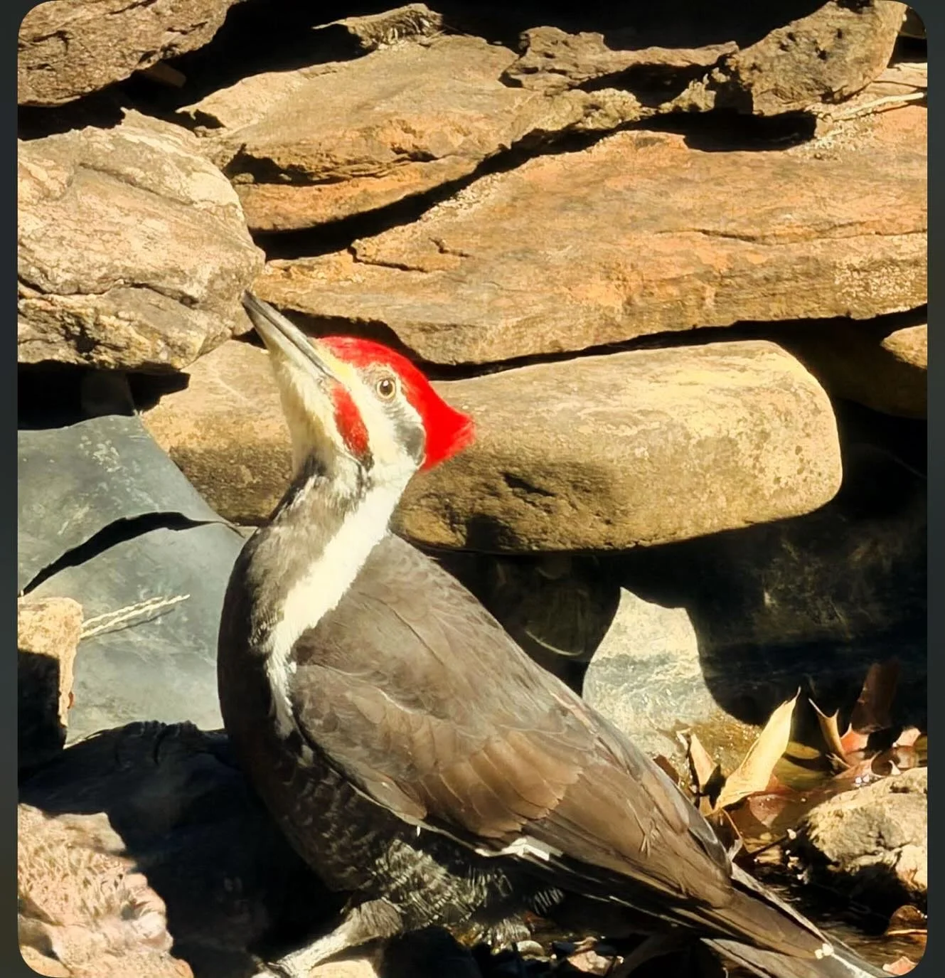 Get off my lawn Tzeentch!! This is a Slaanesh house. 
.
.
#woodpecker #naturalstate #loudashell