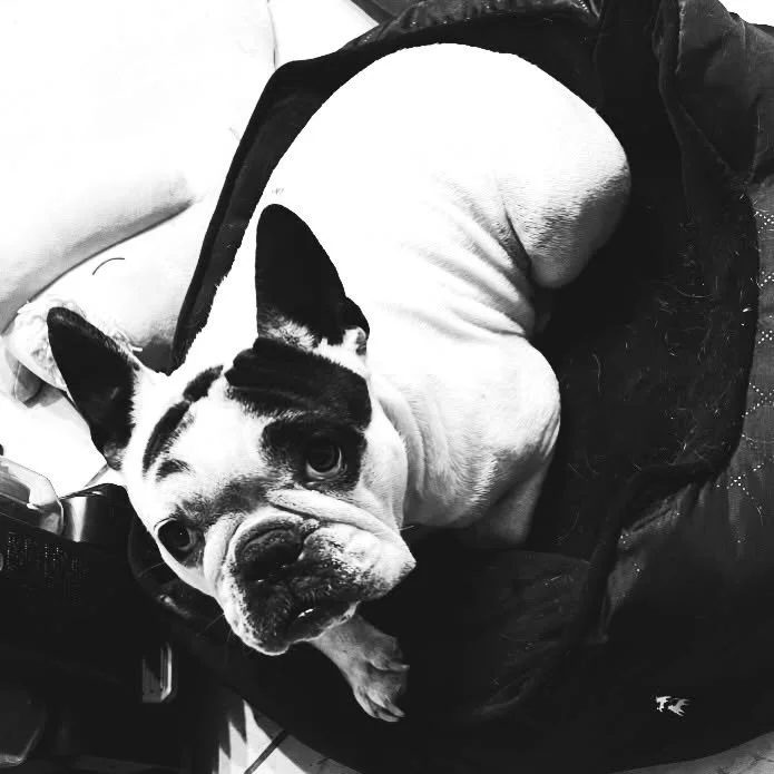 Test driving his new, deluxe sleeping accommodations. 
.
.
#frenchie #adoptdontshop #spoiled