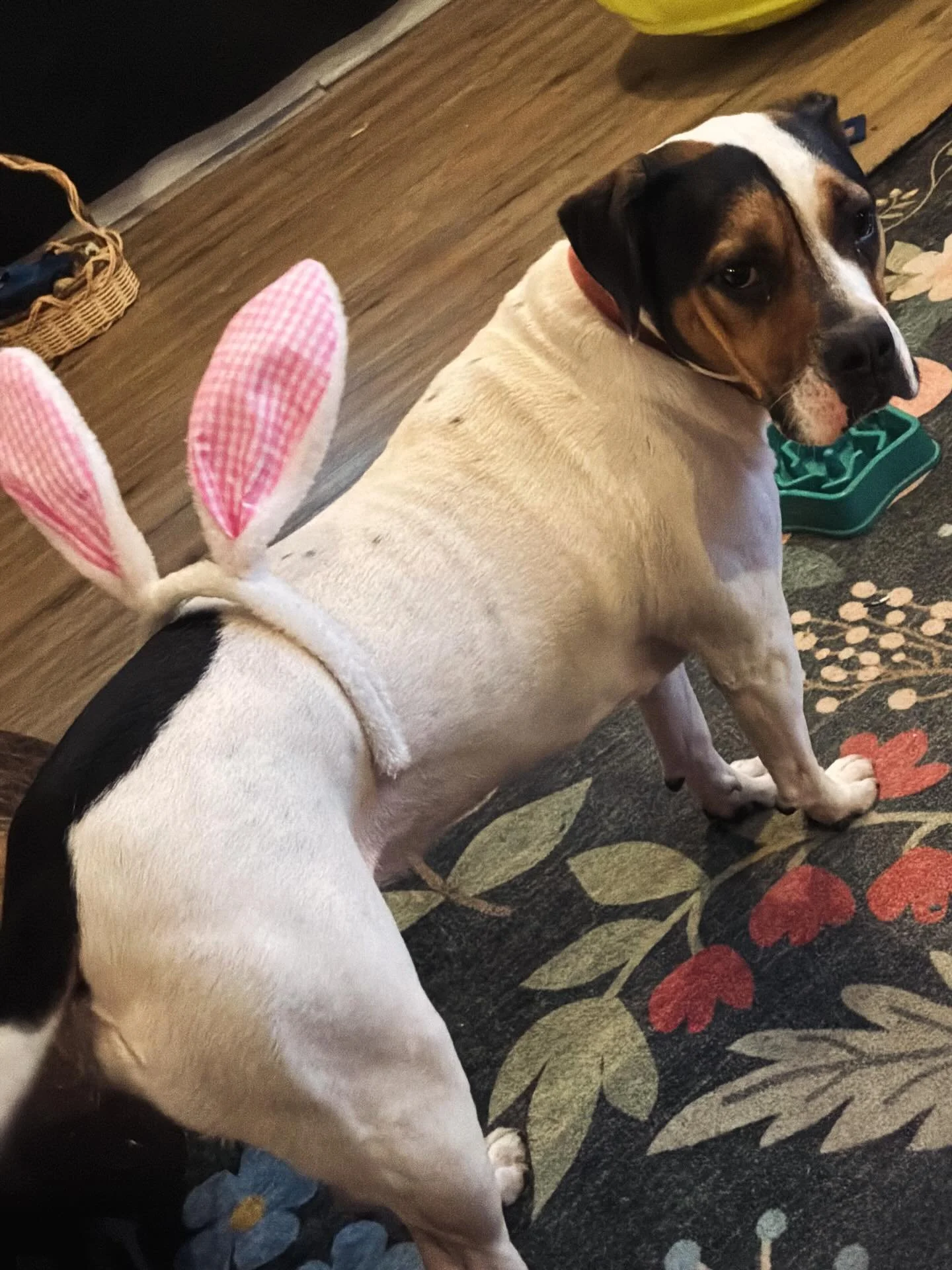 My 3 year old made some upgrades to our rescue princess. 
.
.
#adoptdontshop #beabull