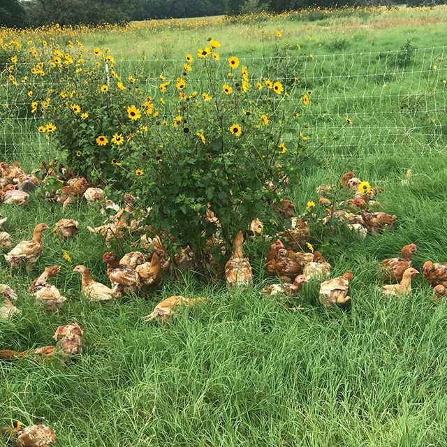 Do you want to know why our #chicken taste so #GOOD...
They are #pastureraised, #organicallyfed, they are minimum 70 days old (compare to 42 normally) and they are finish on #westtexas certified #organic wheat.
Available FRESH this weekend at your #a