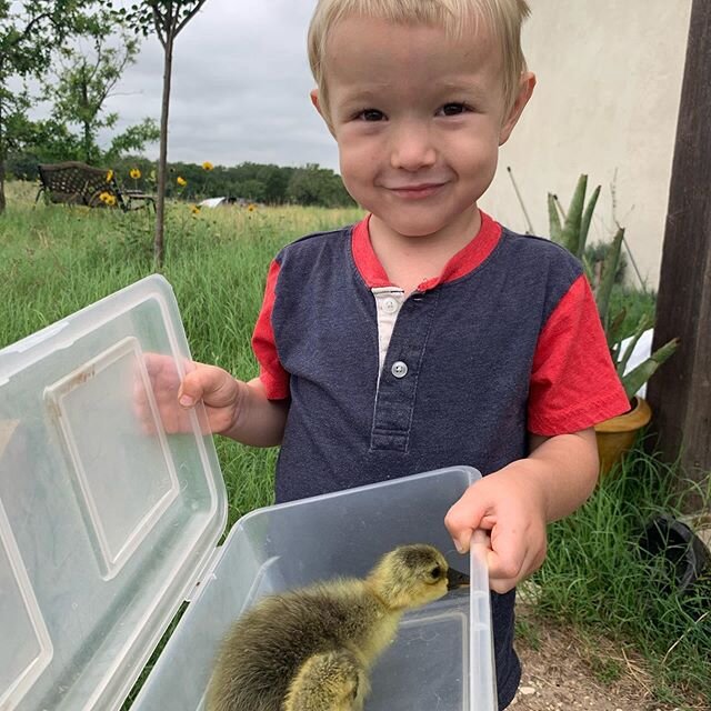 We LOVE the gosling season!
We hatch our own in our house so the kids can be involved and learn. Then it&rsquo;s their job to bring those little guys to their new home in the brooder house.

#localfarm #centraltexasfarm #goose #geese #localbusiness #