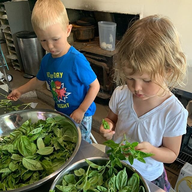 I&rsquo;ve got some help today for cleaning the basil from our garden to make some very testy frenchlady pork sausage.
Thank you Zoe and Paul!
#belleviefarmandkitchen #eatlocal #eathealthy #atx #atxeats #knowyourfarmer #farmlife