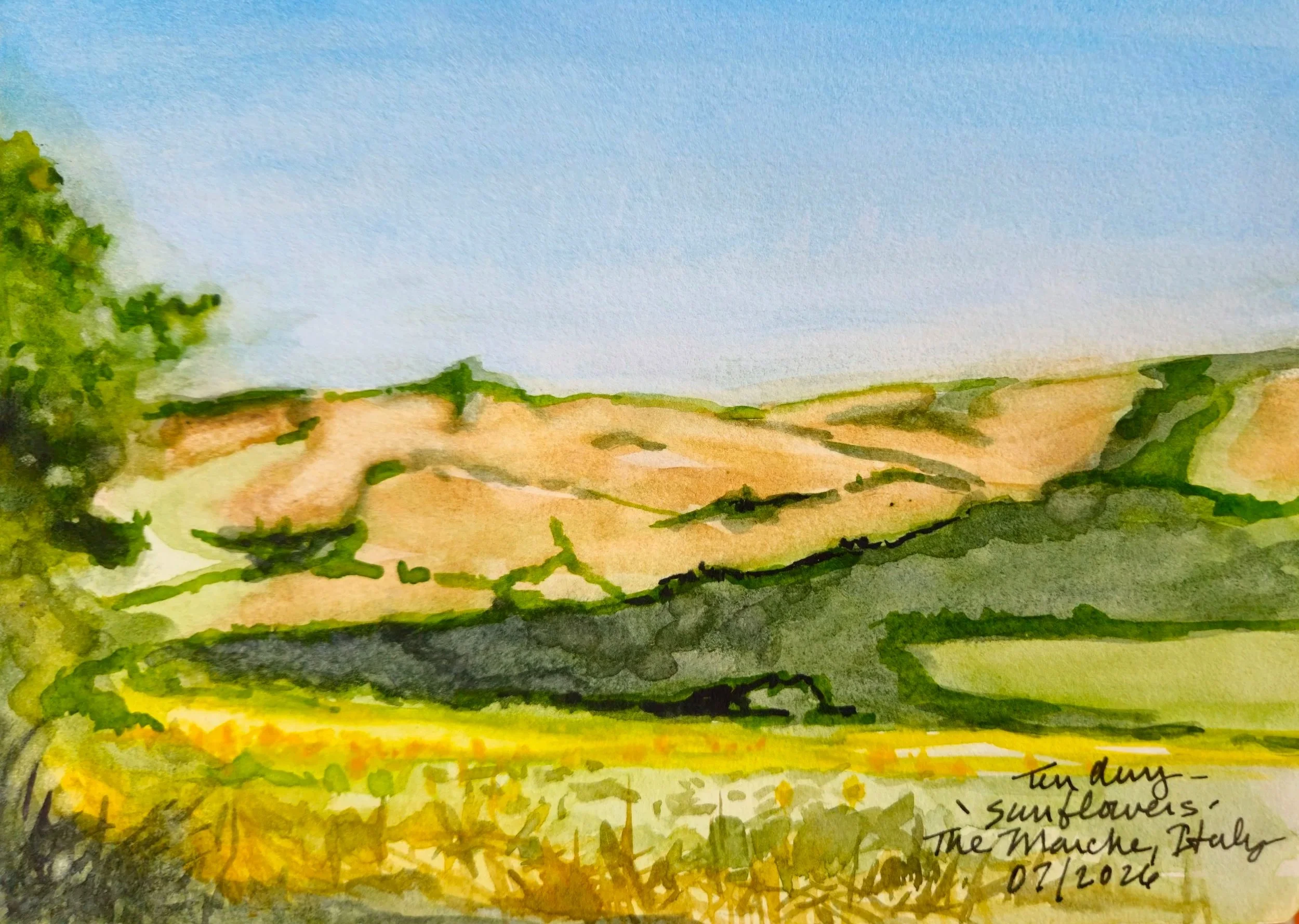 Sunflowers on the Marche, 2026. Watercolor sketch 15 x 21 cm.