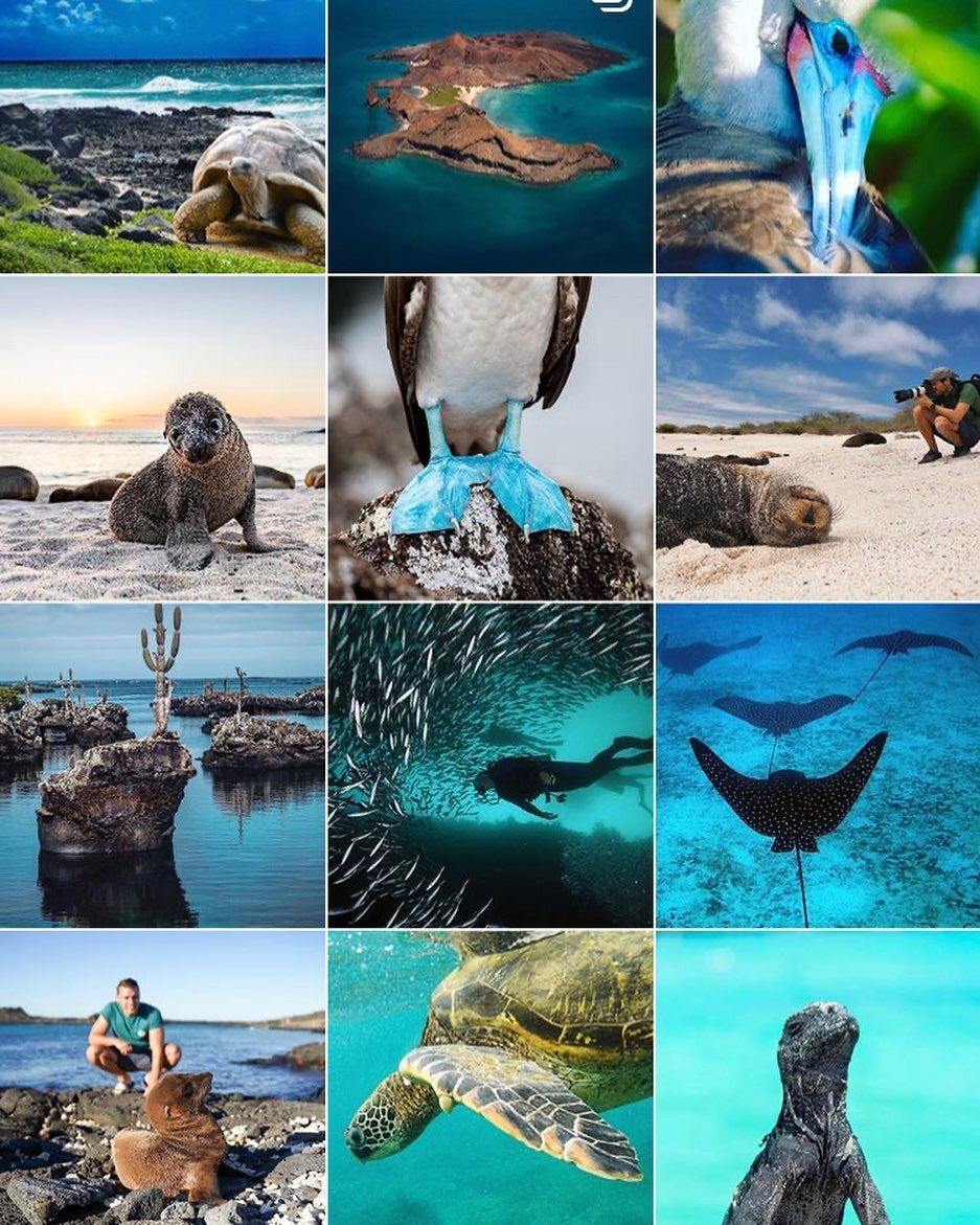 There are literally too many photos of the Galapagos to choose just one to share. Does this paint a picture of this pristine natural gem off of Ecuador&rsquo;s coastline? Truly unreal. There is a new luxury cruise line embarking here, and I can&rsquo