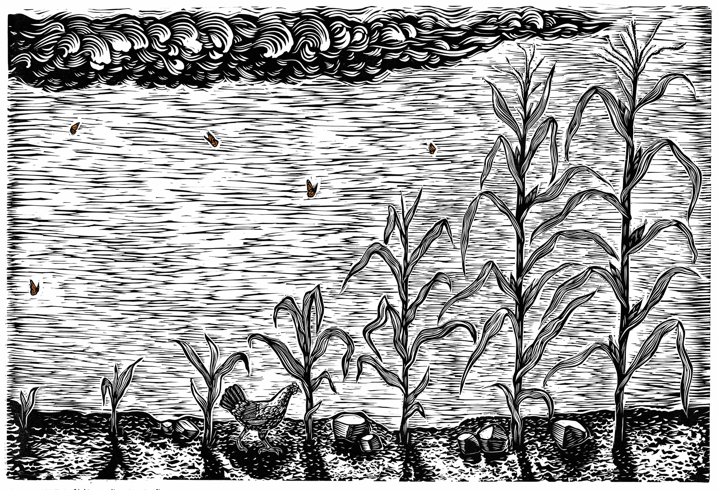 websiteSmaller version corn growing copy.jpg