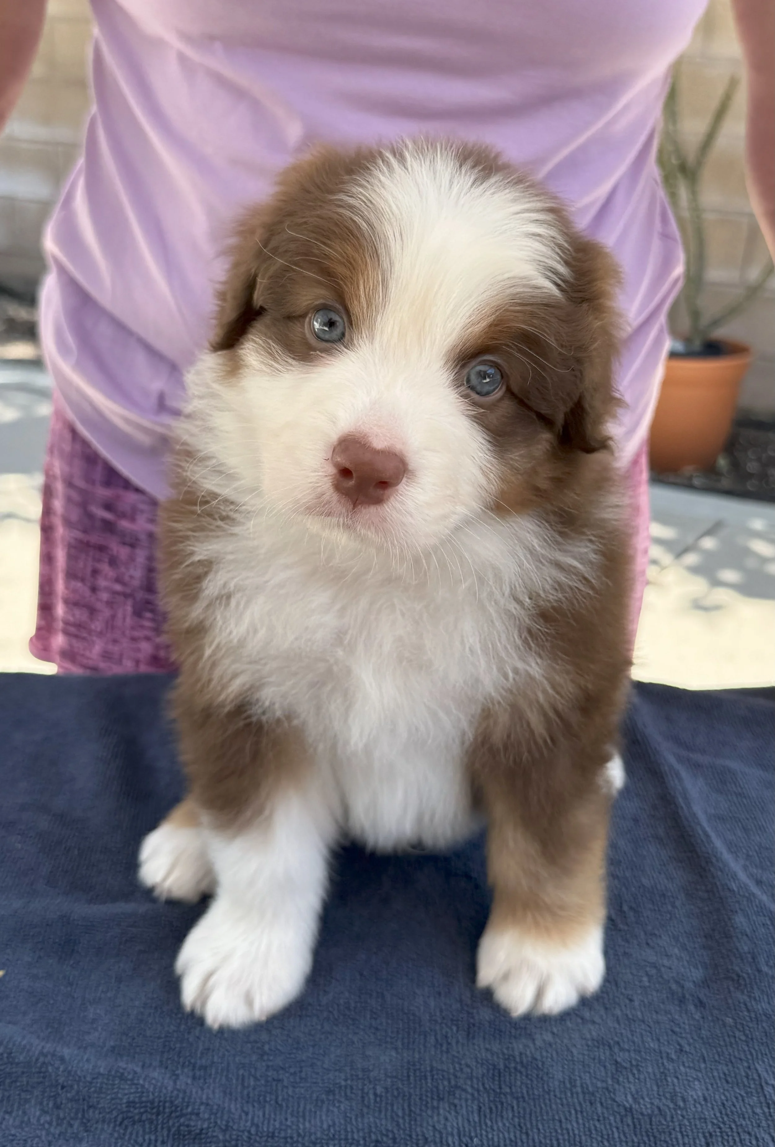 Hugo - red tri male
