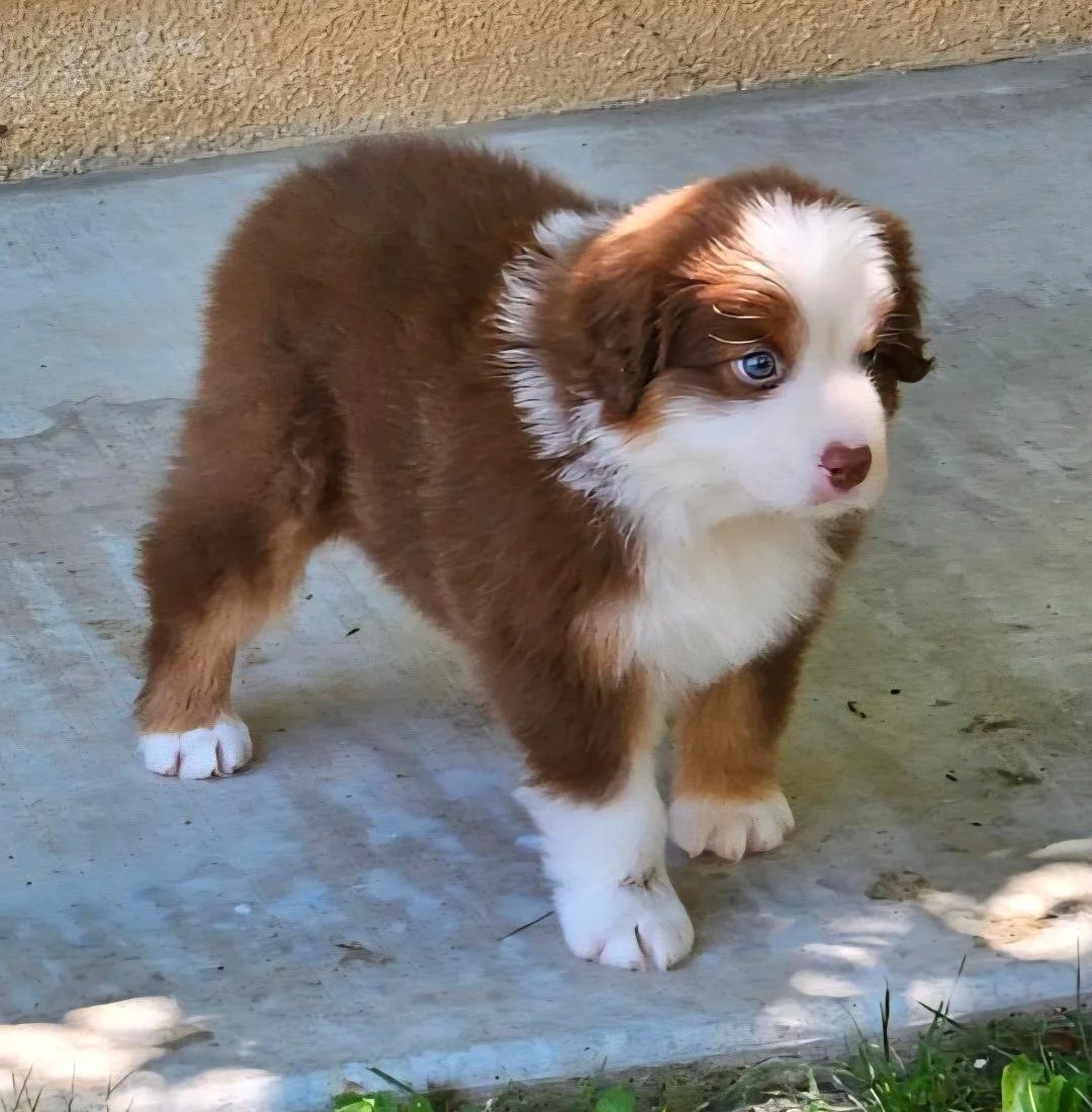 Hugo - red tri male