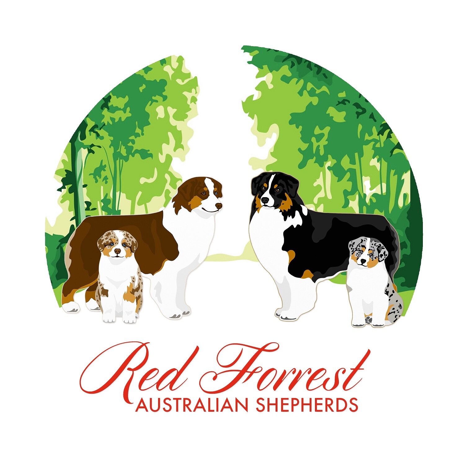 Red Forrest Australian Shepherds