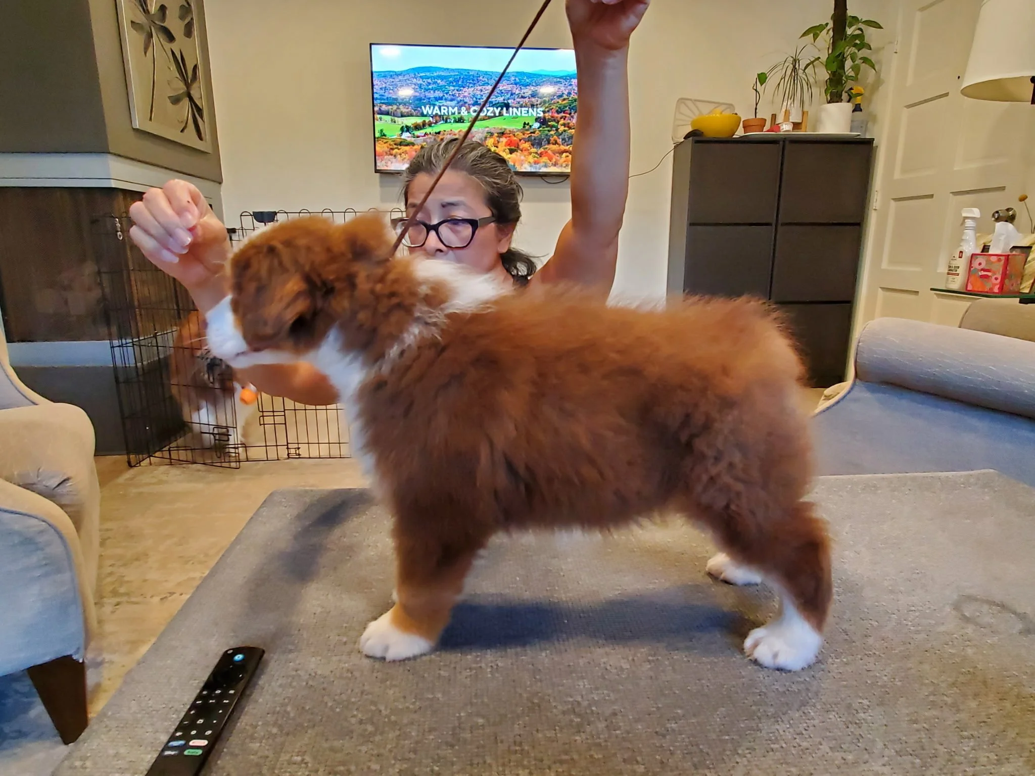 Odin 8 wks.jpg