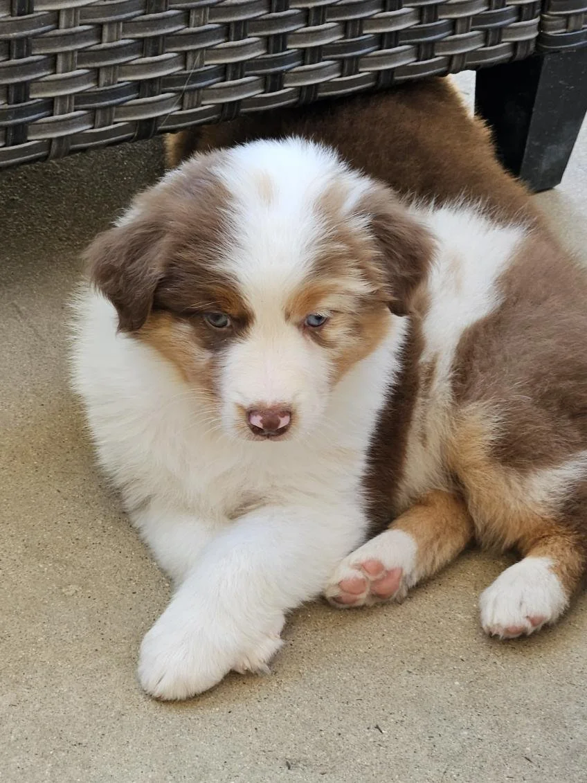 Florence - red merle female