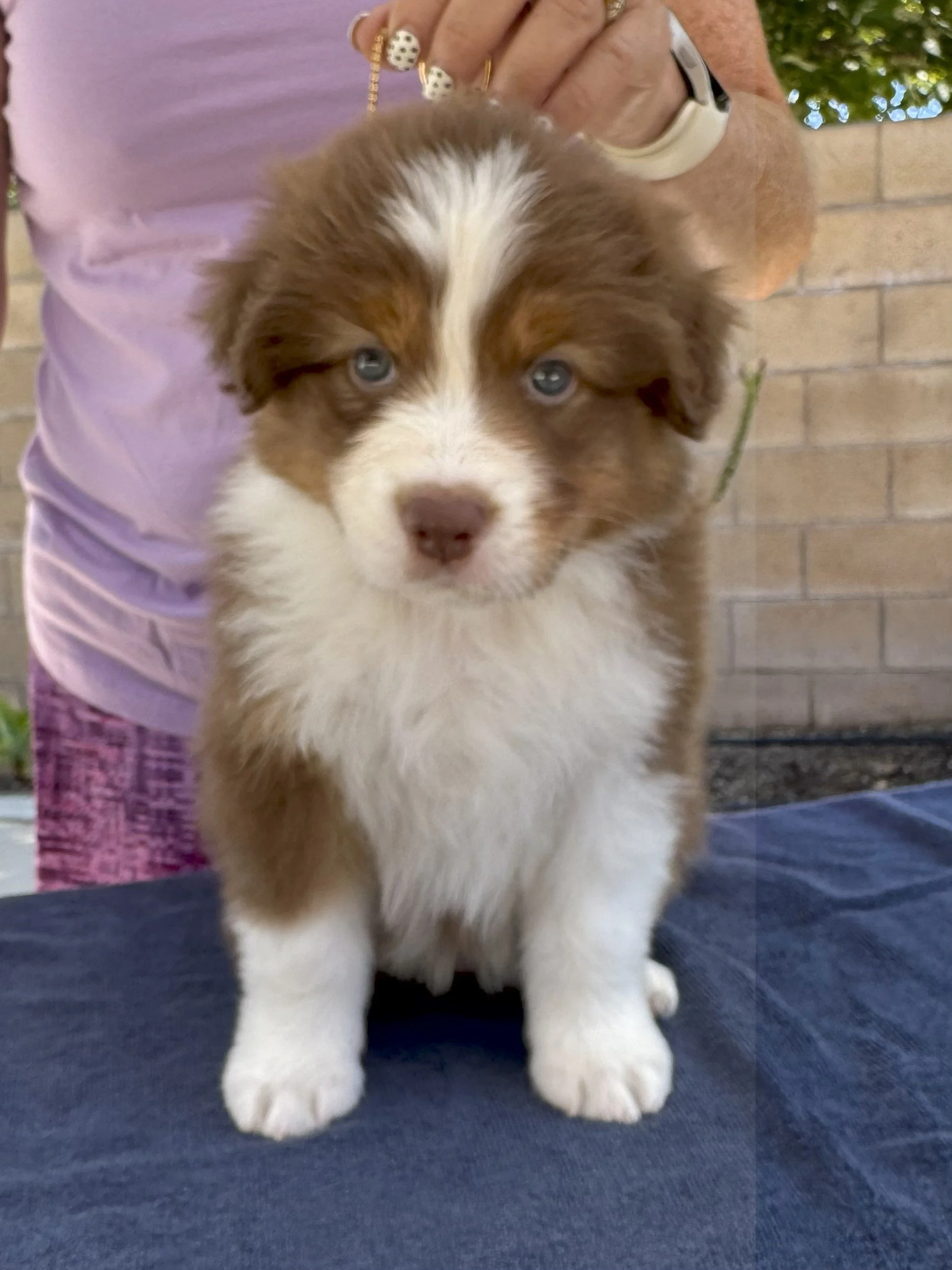 Rigatoni - red tri male