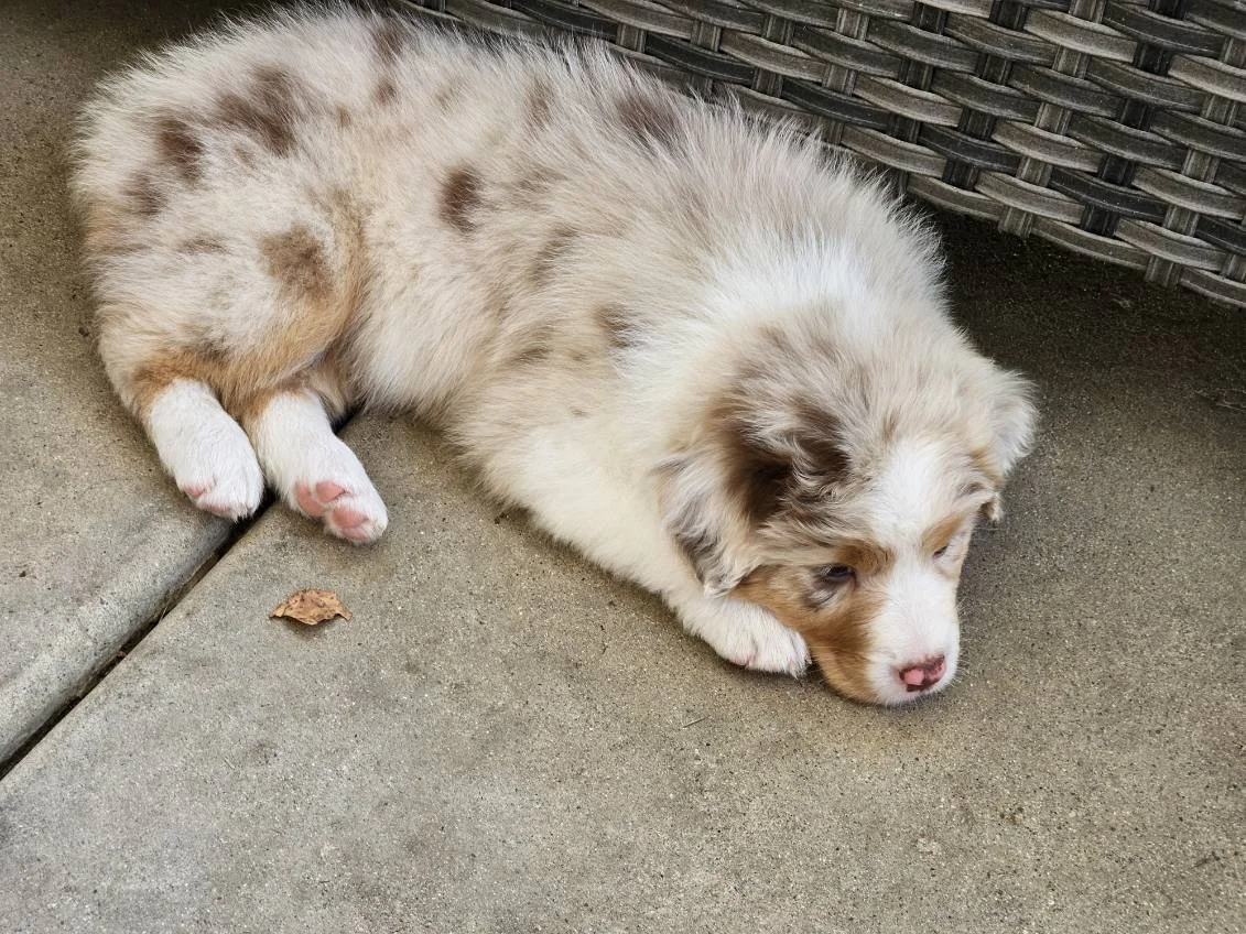 Capri - red merle female