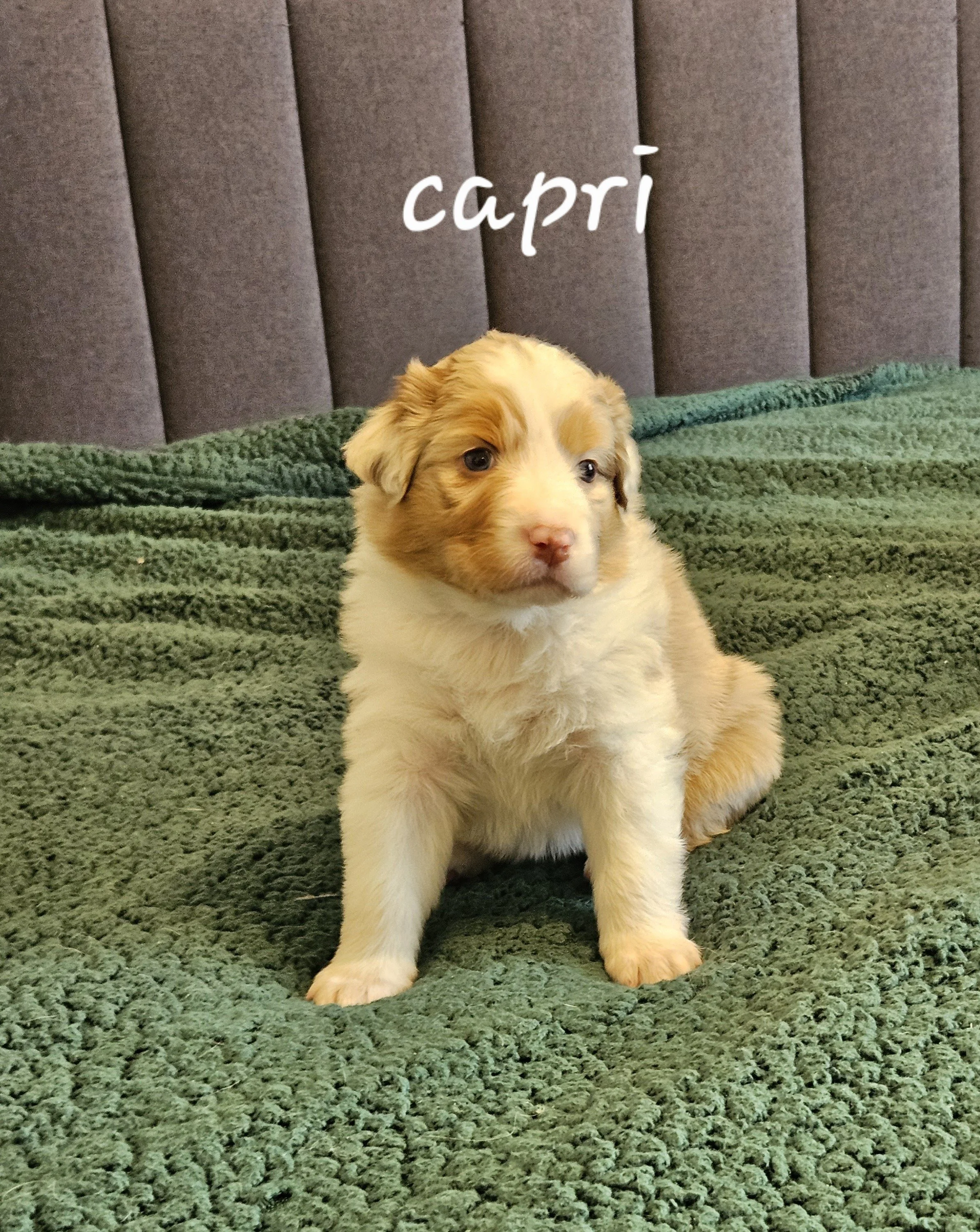 capri 0401.jpg