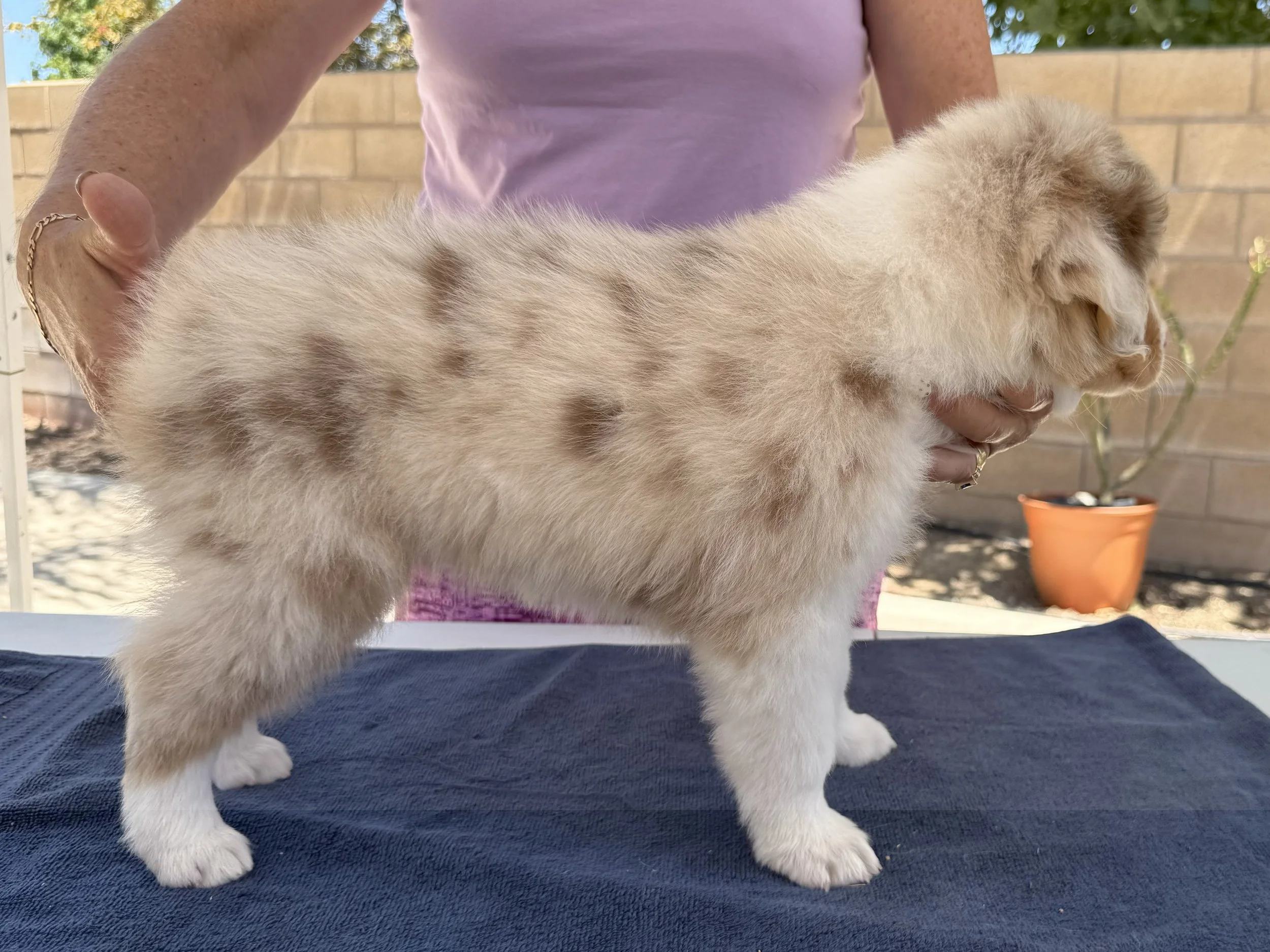 Capri - red merle female