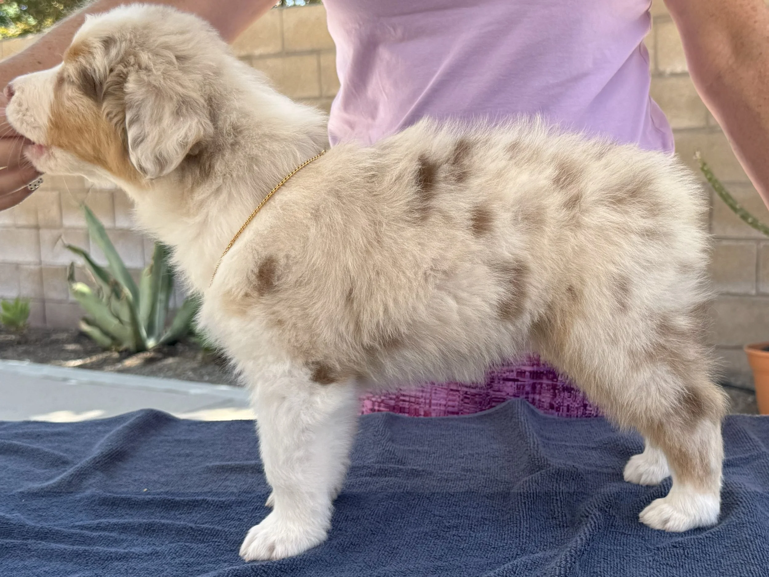 Capri - red merle female
