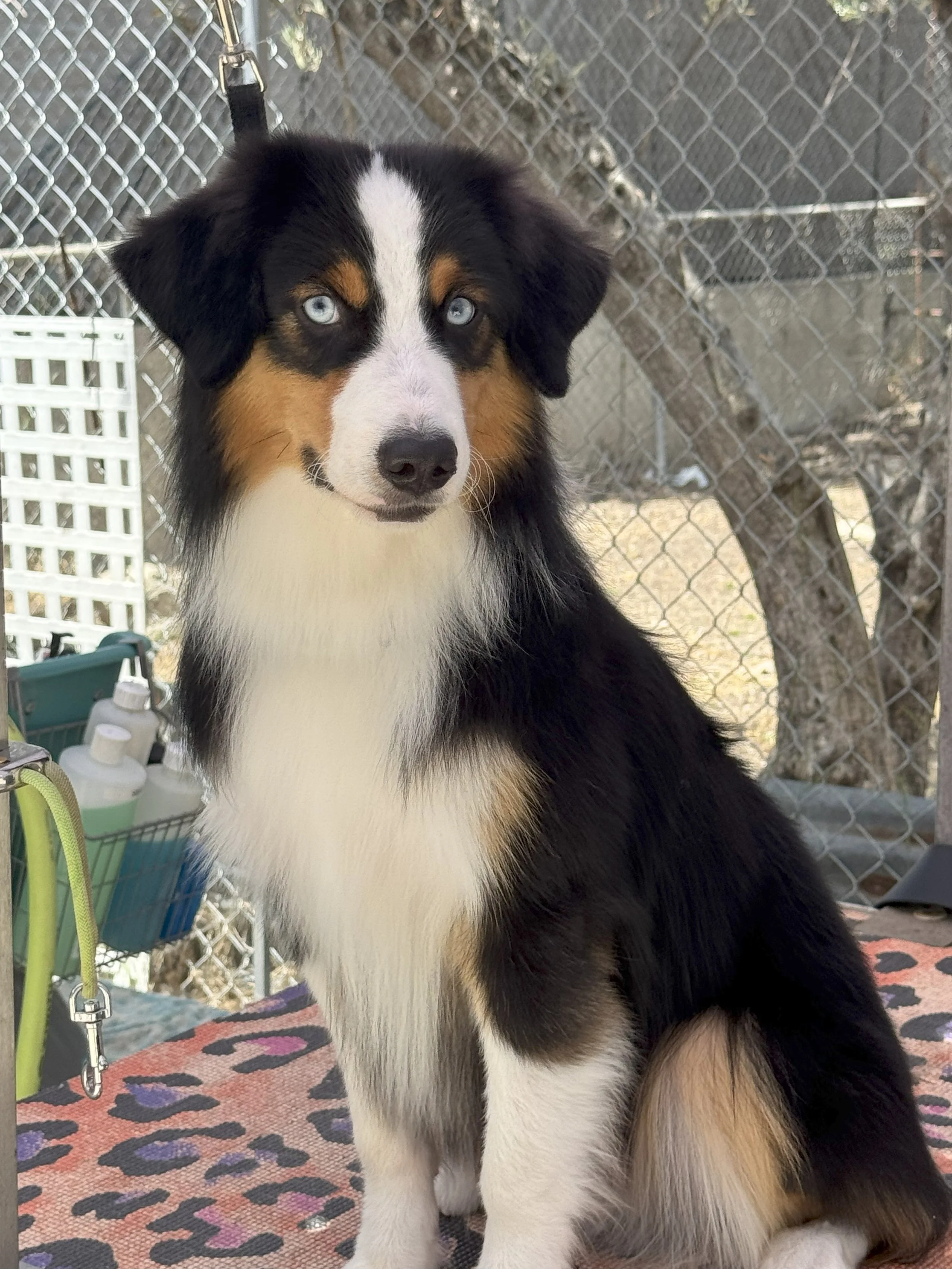 Tri Colored Australian Shepherd Puppies