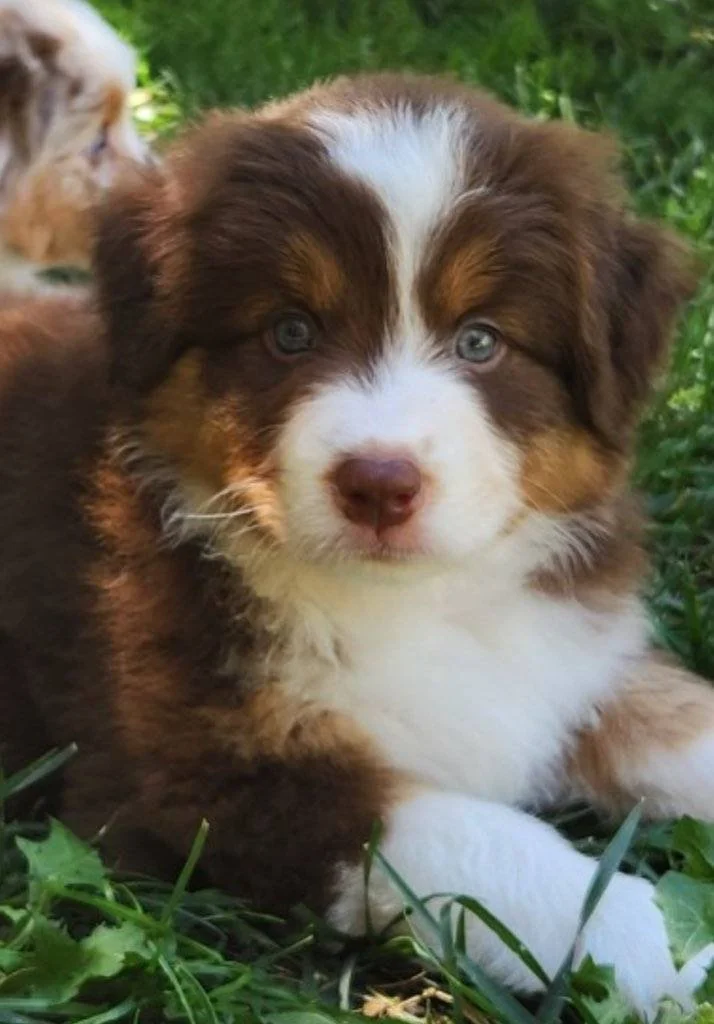 Ragu - red tri male