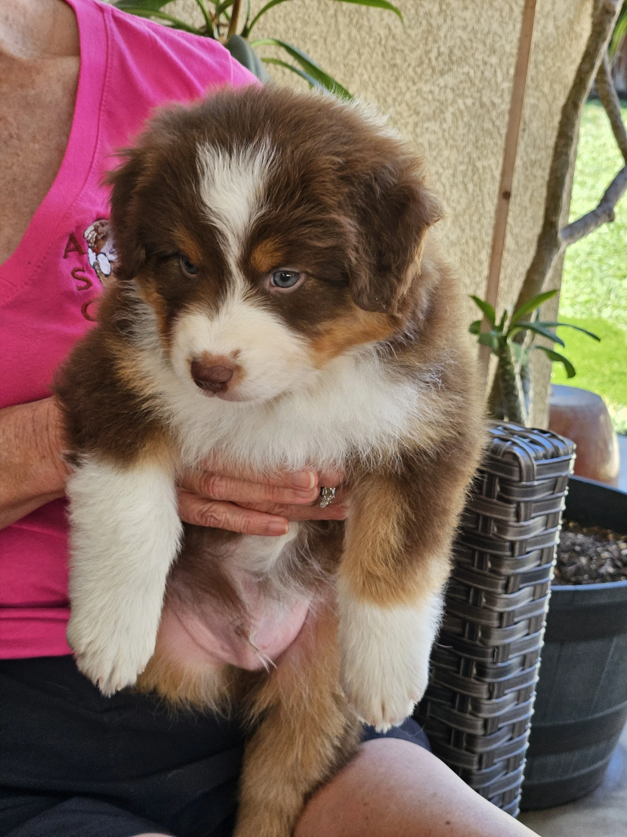 Ragu - red tri male