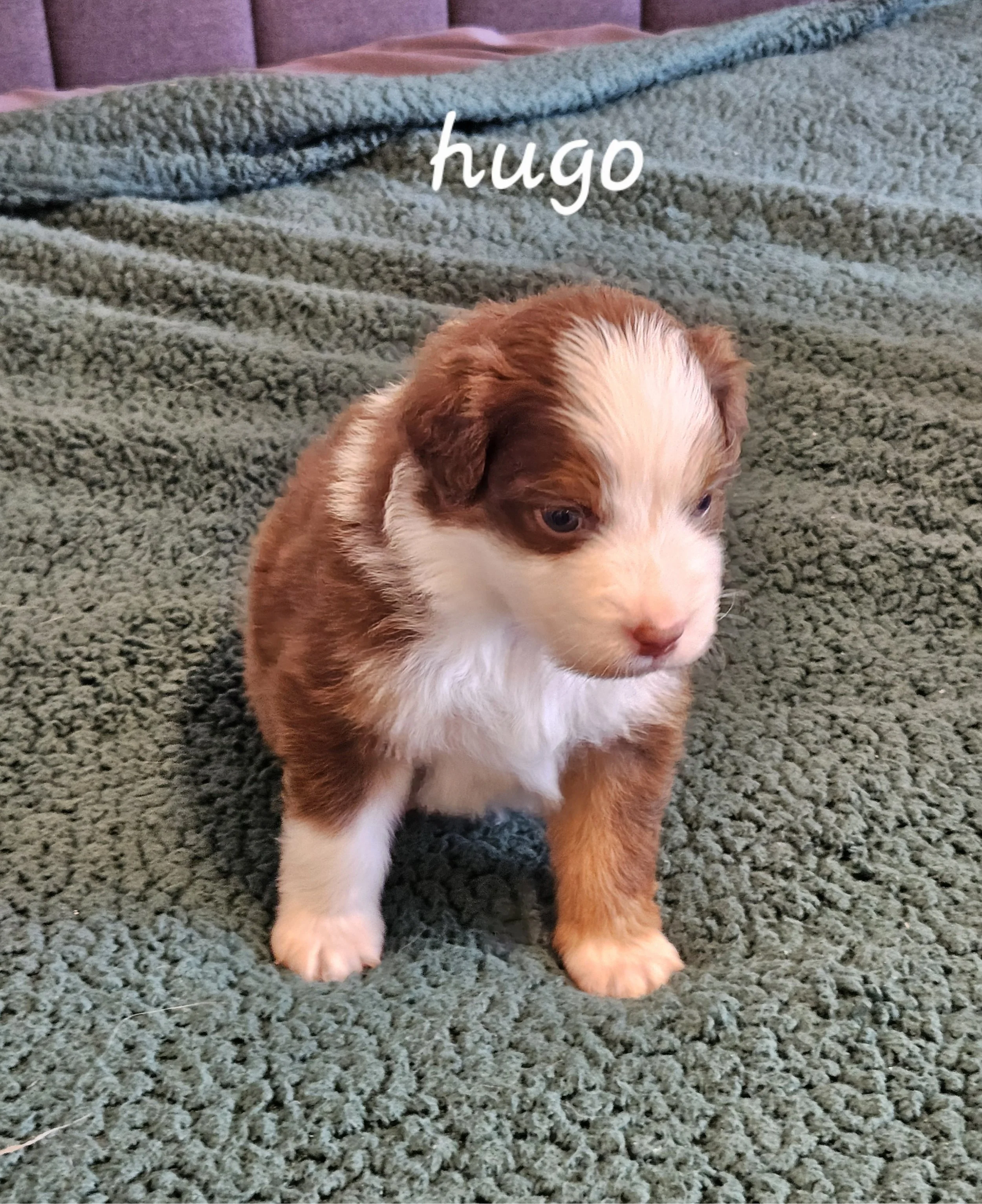 hugo 0401.jpg