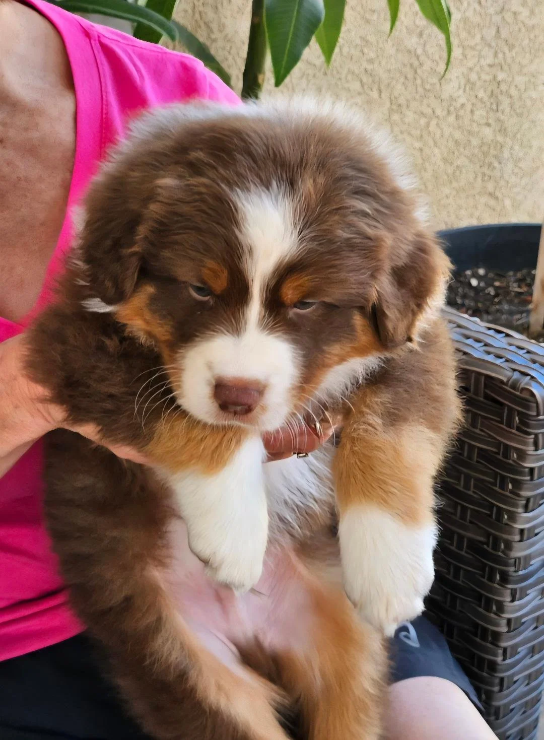 Guido - red tri male